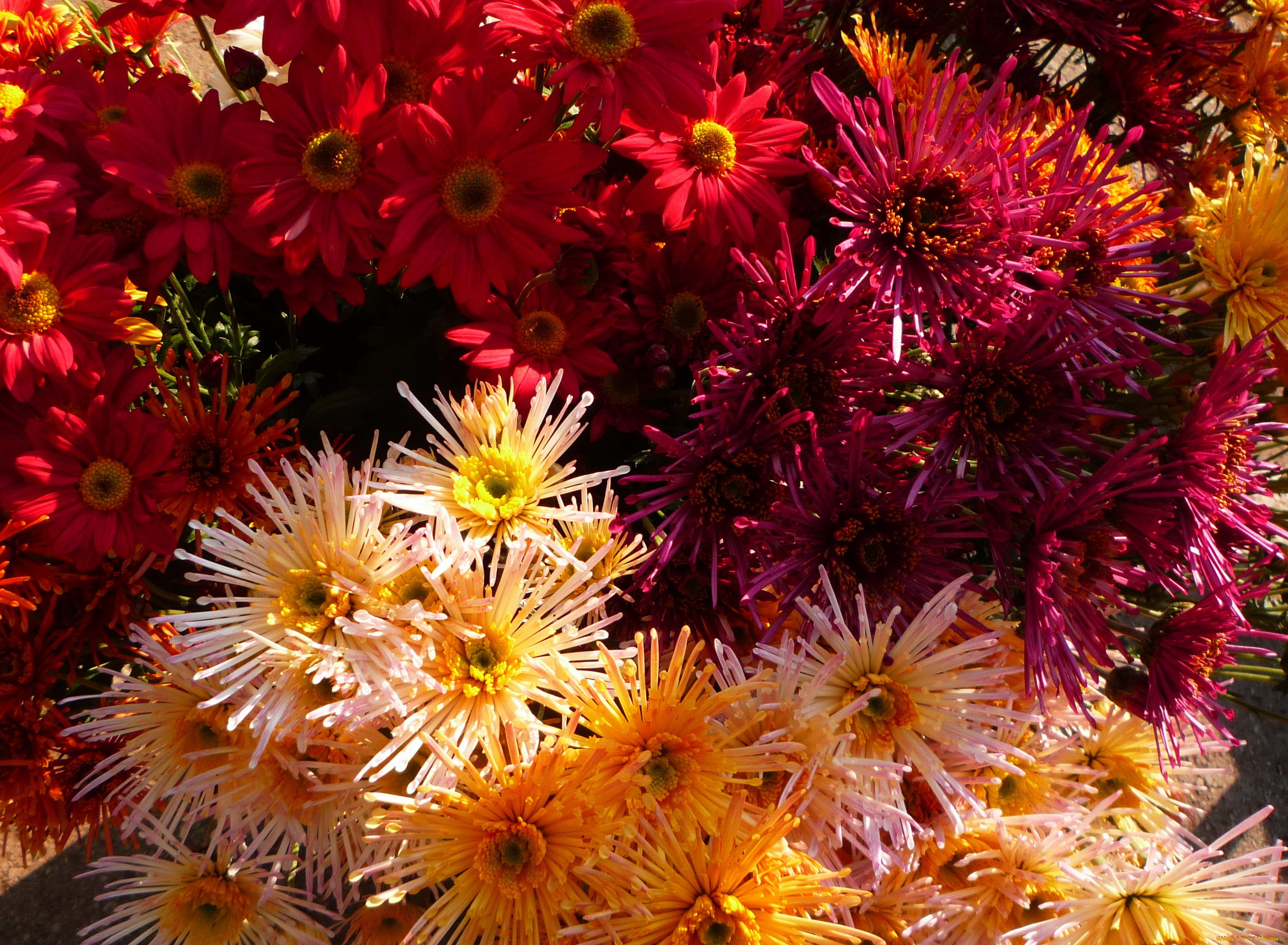 цветы, хризантемы, много