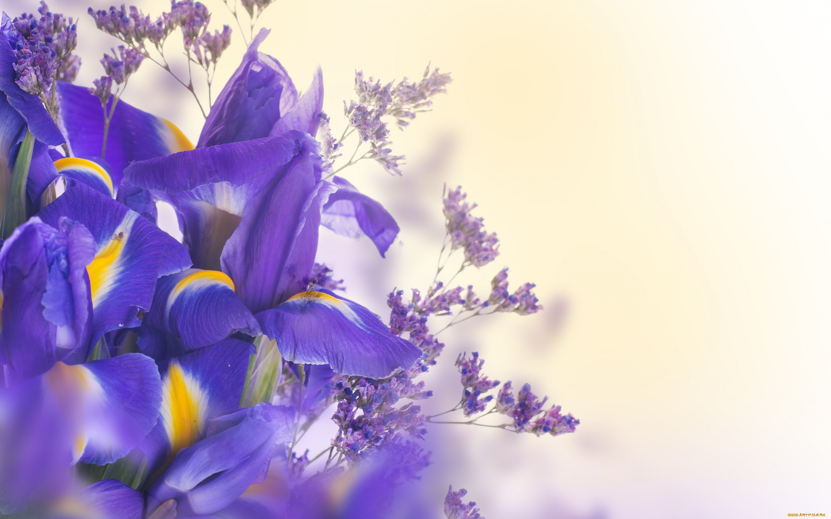 цветы, ирисы, синие, лепестки, ирис, цветки, цветение, листья