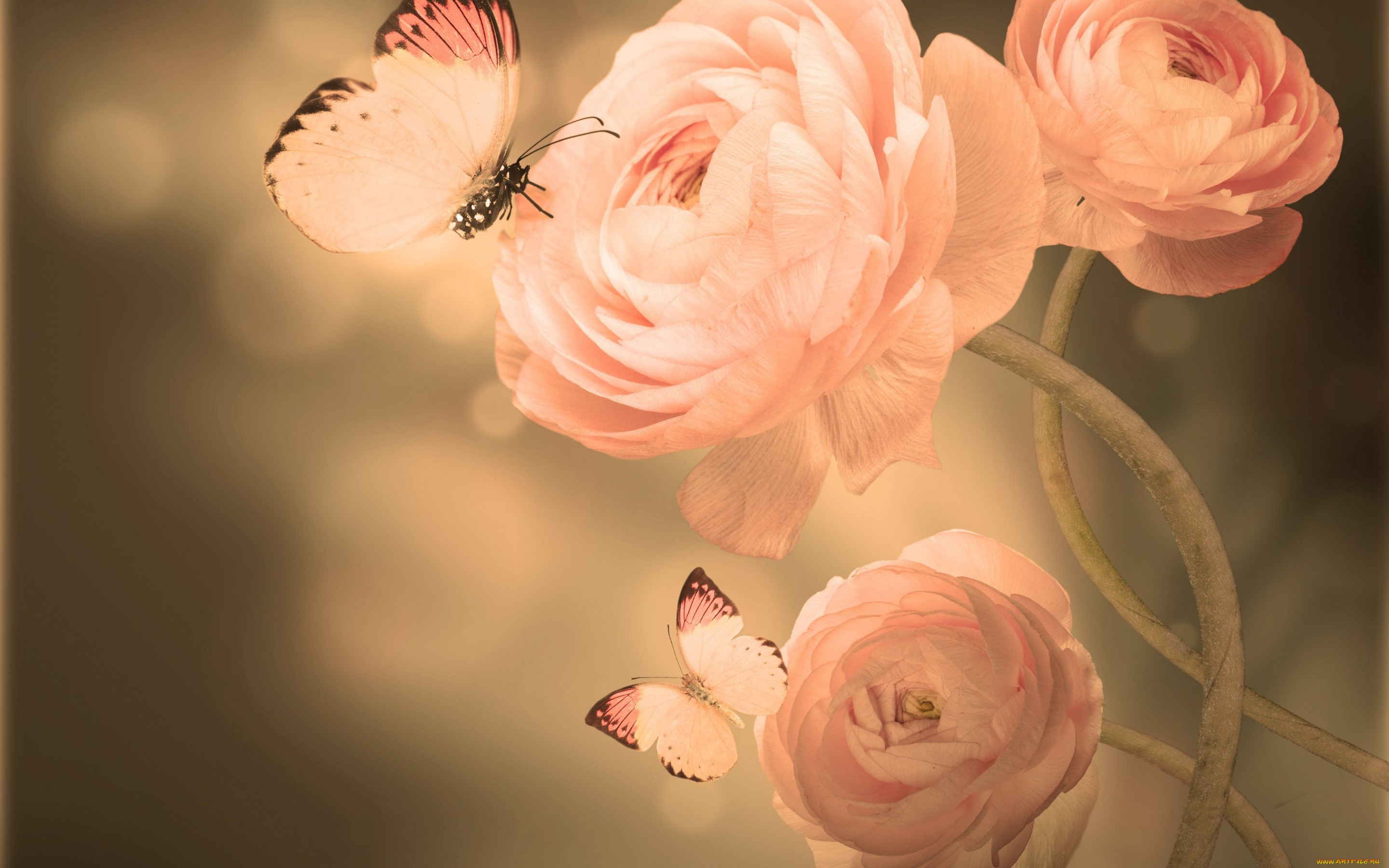 разное, компьютерный, дизайн, бабочки, цветение, лепестки, бутоны, азиатский, лютик