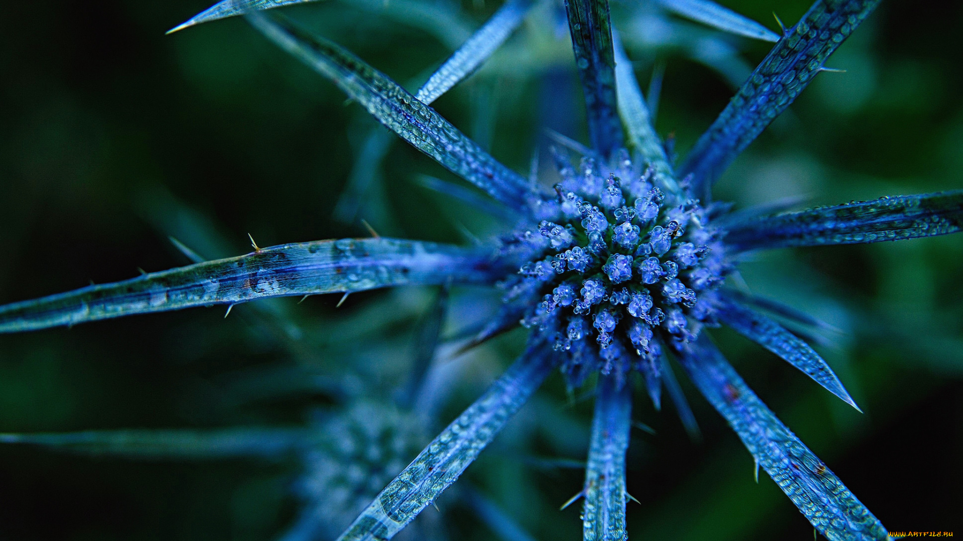 цветы, Чертополох, , репейник, капли, колючка, роса, макро