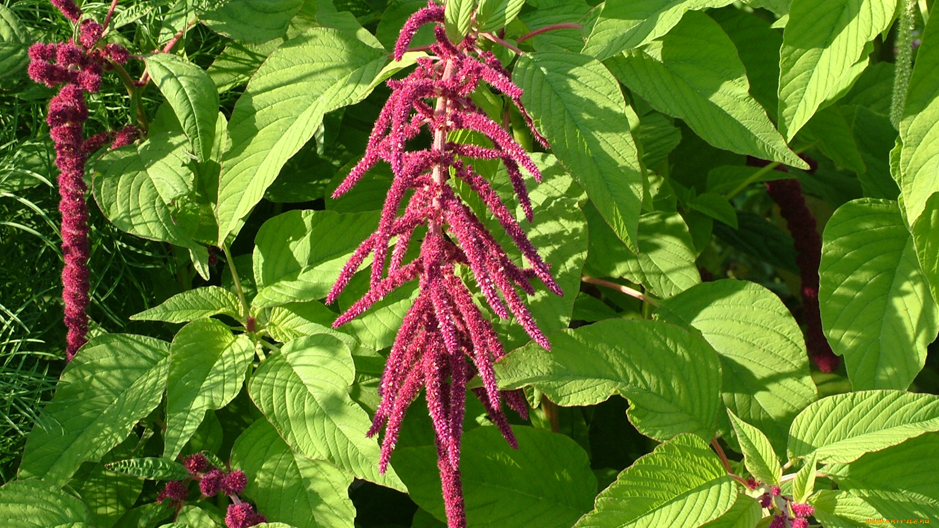 цветы, flower, exotic