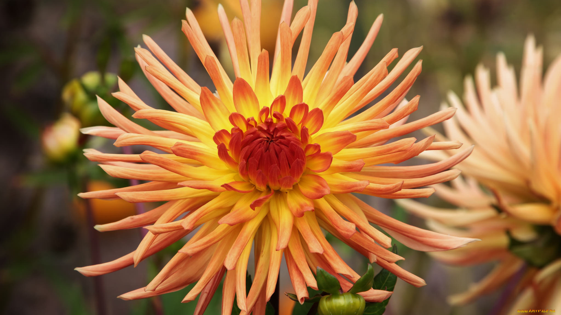 цветы, георгины