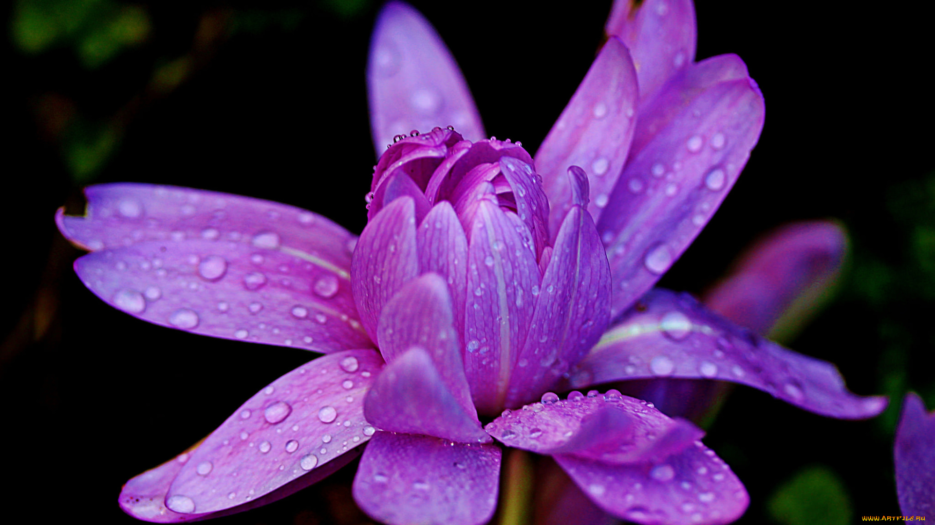 цветы, хризантемы, капли, хризантема