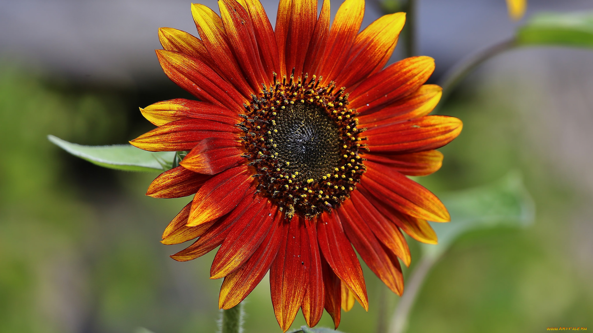 цветы, подсолнухи, подсолнух