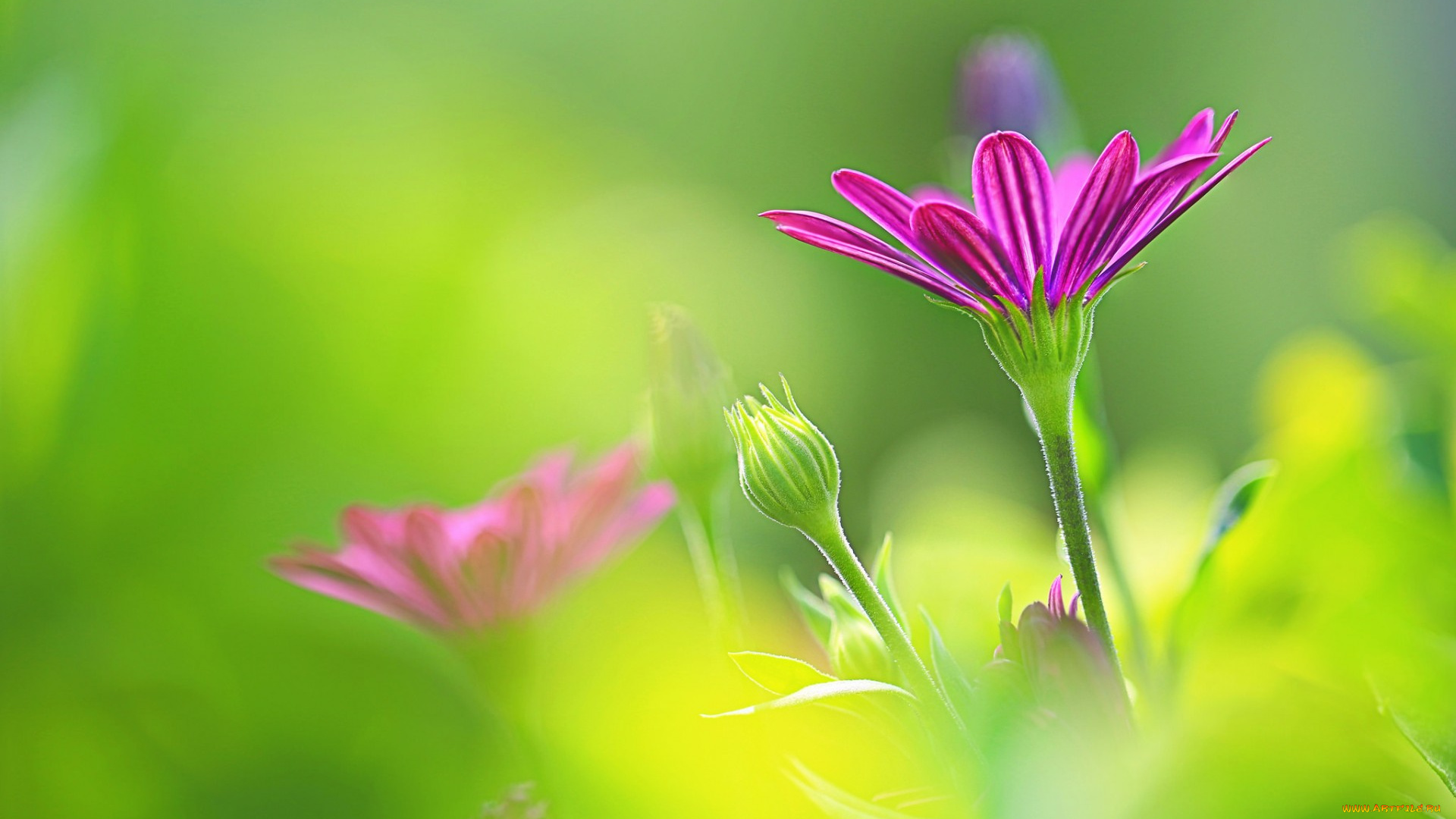 цветы, ромашки, боке, ромашка, остеоспермум