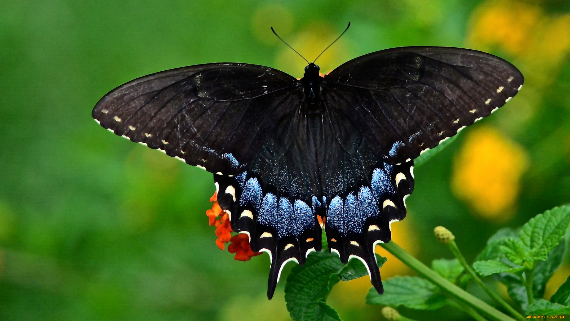 животные, бабочки, , мотыльки, , моли, бабочка