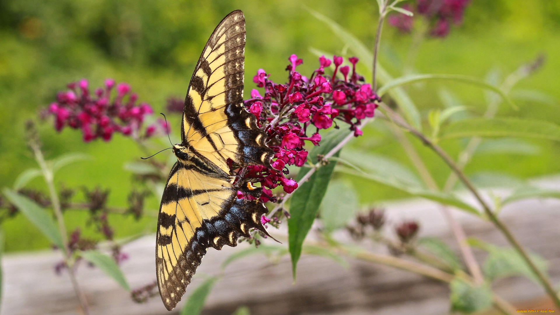 животные, бабочки, , мотыльки, , моли, бабочка