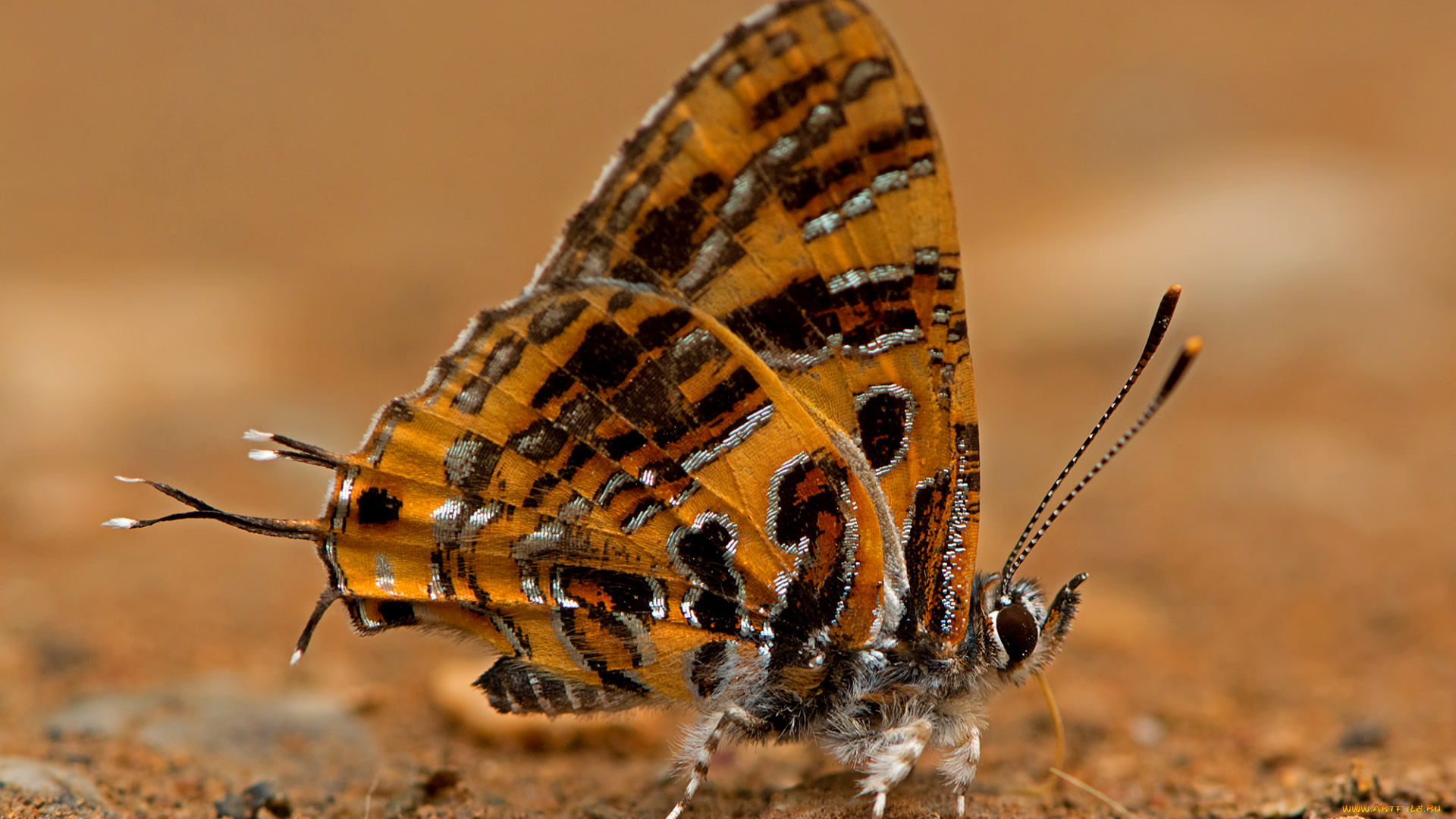 животные, бабочки, , мотыльки, , моли, бабочка, утро, насекомое, фон, макро