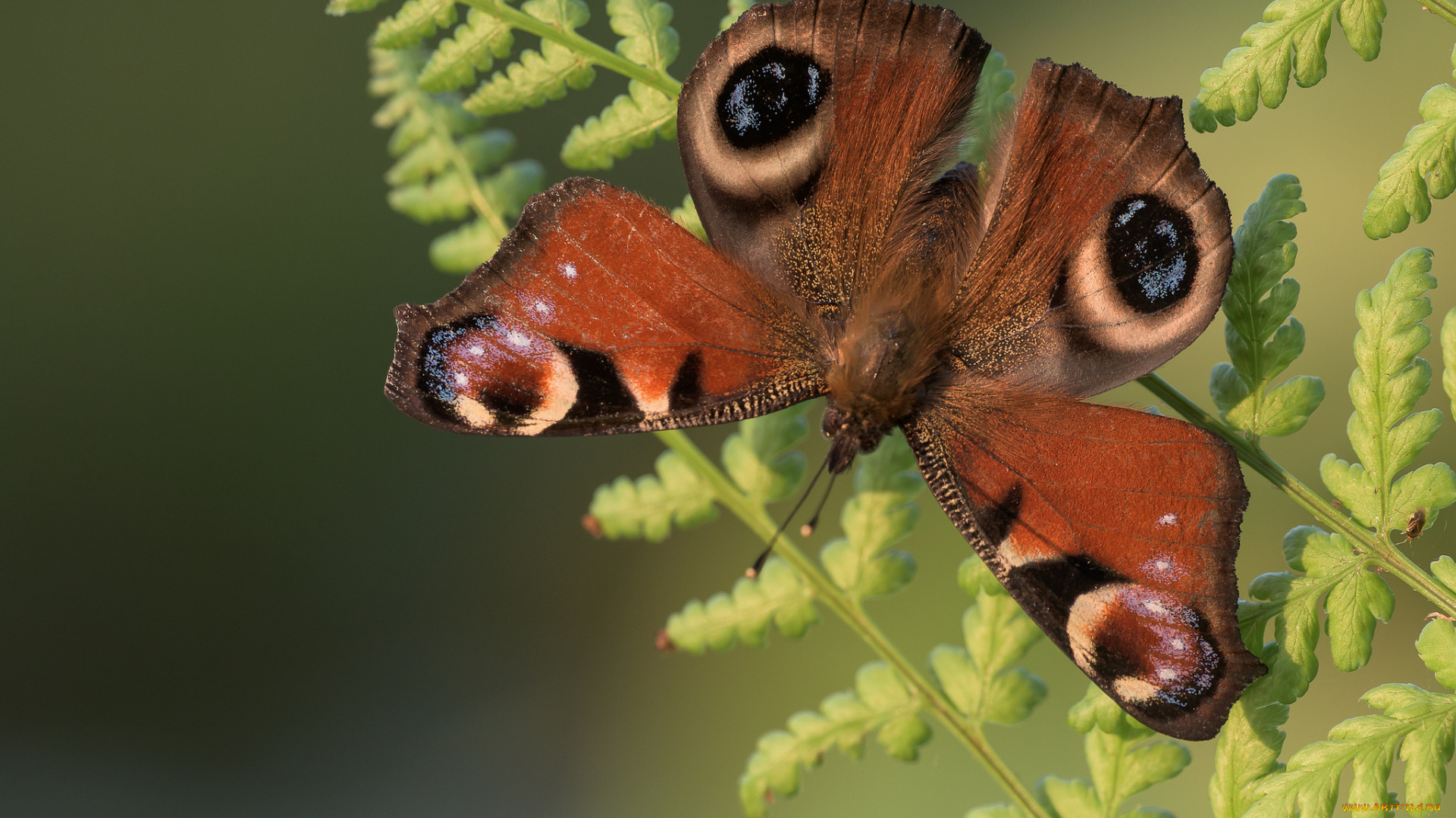 животные, бабочки, , мотыльки, , моли, бабочка, лист, макро