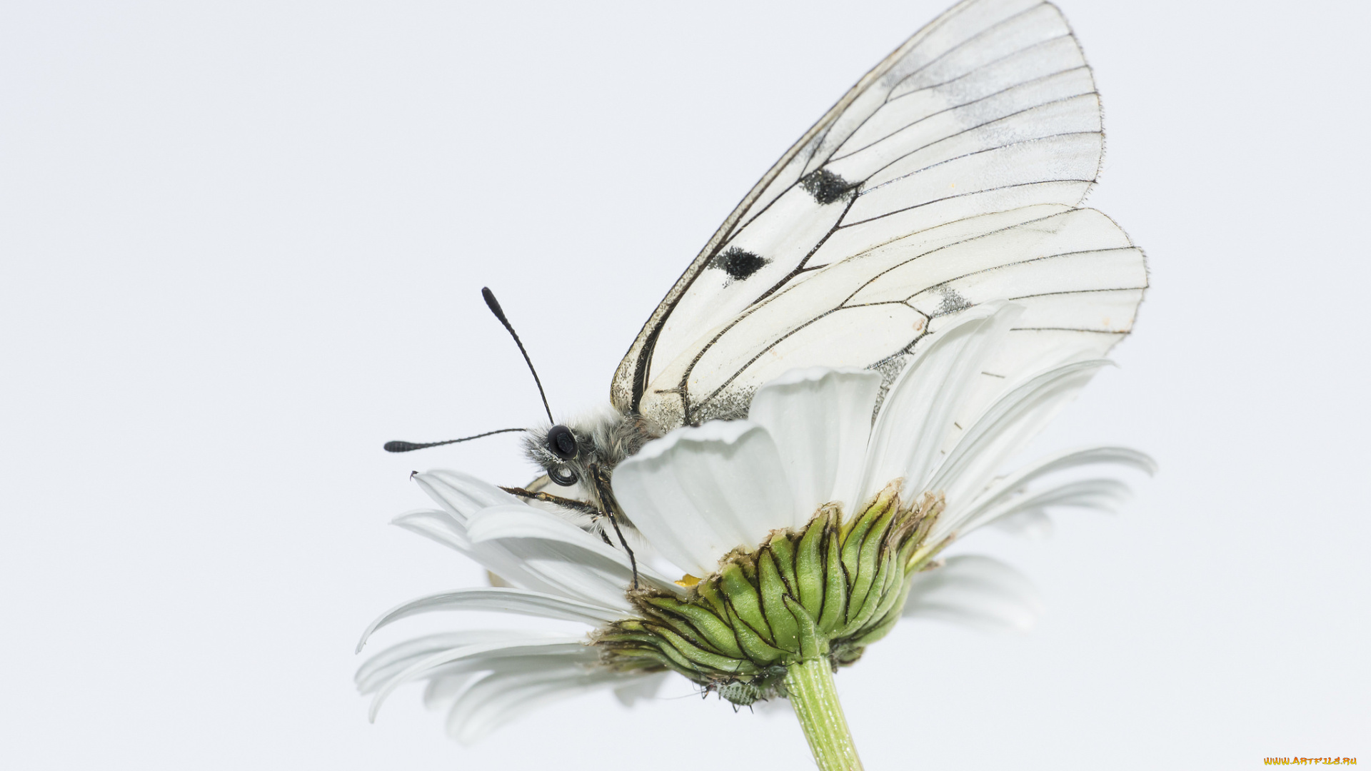 животные, бабочки, , мотыльки, , моли, ромашка, бабочка