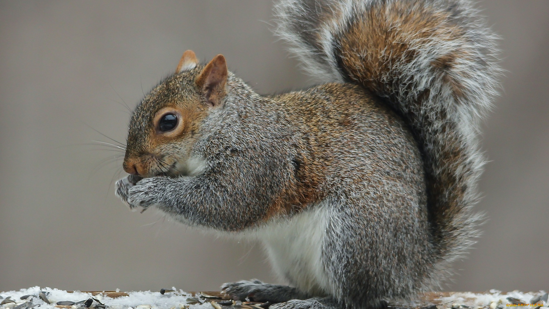 животные, белки, белка