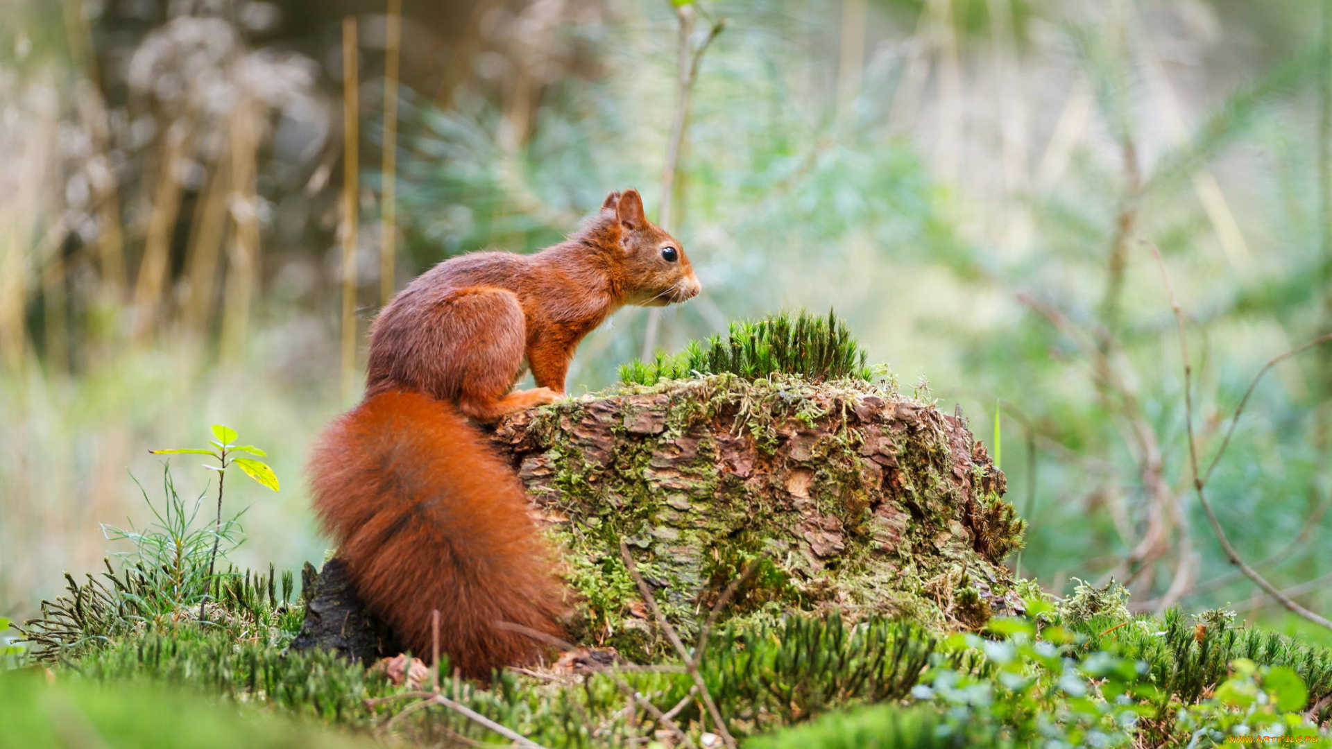 животные, белки, пенек, белка, emi, grass, forest, moss, мох, трава, squirrel, природа, лес
