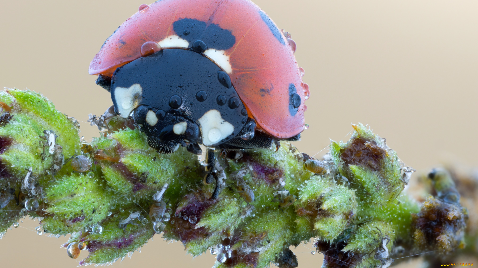 животные, божьи, коровки, утро, божья, коровка, фон, макро