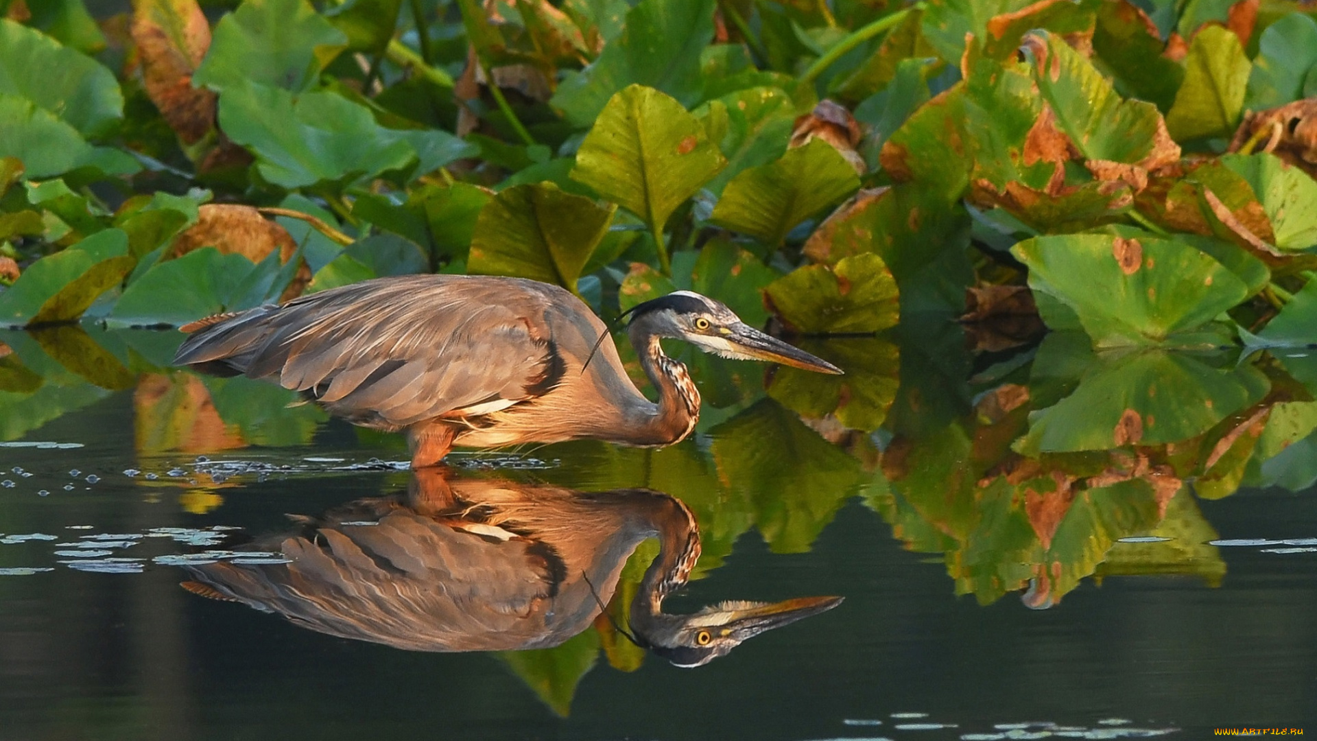 животные, цапли, , выпи, цапля, отражение, вода