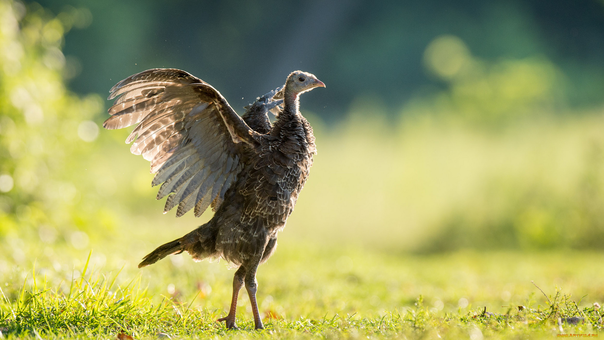 животные, индюки, луг, птица