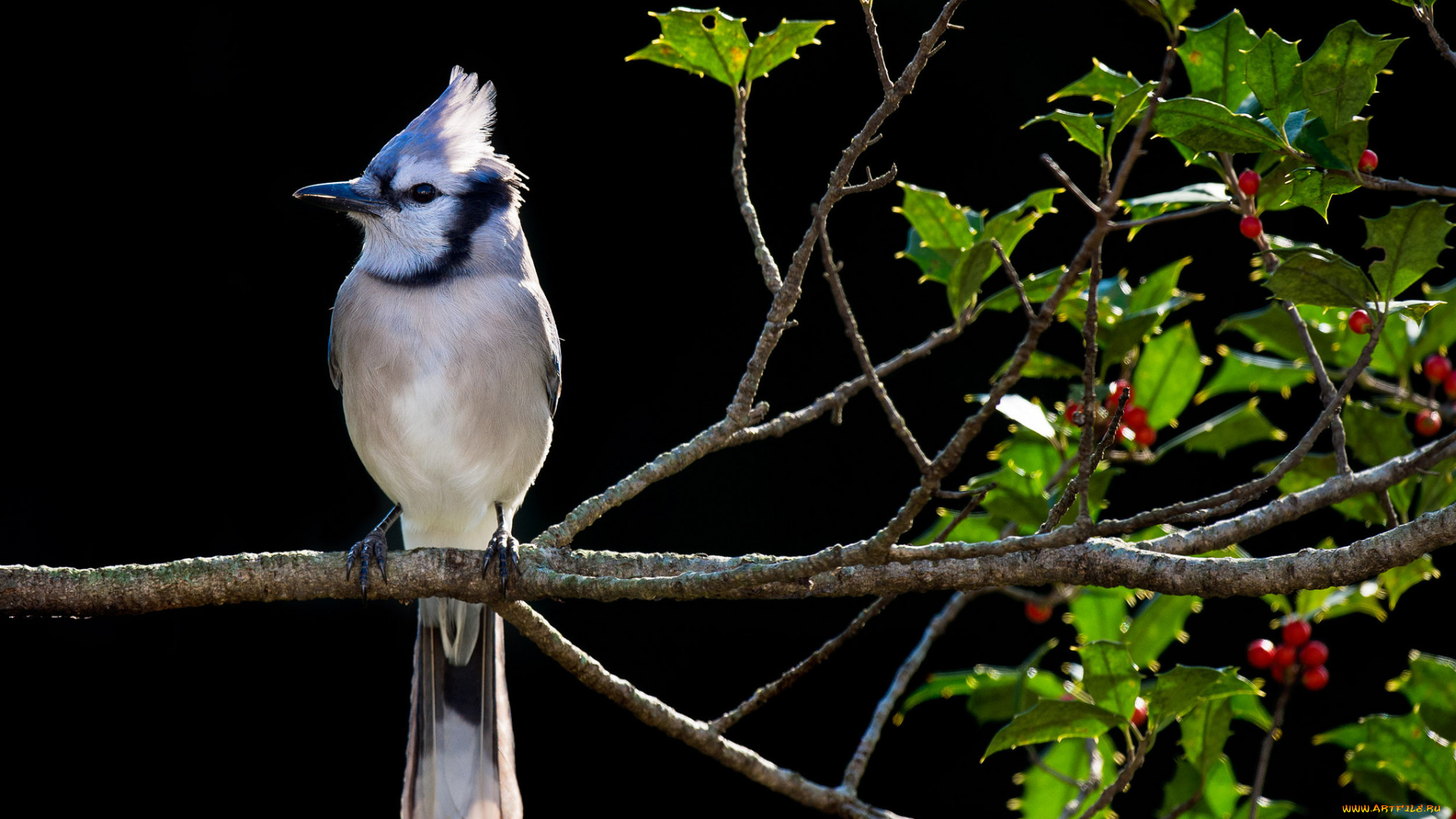 животные, кардиналы, листья, птица, ветка, ночь