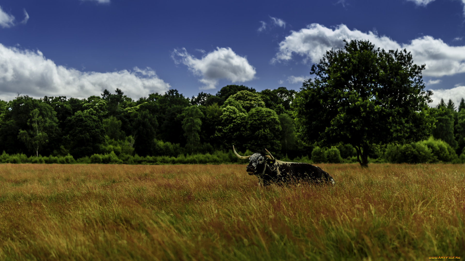 животные, коровы, , буйволы, поле, трава, бык