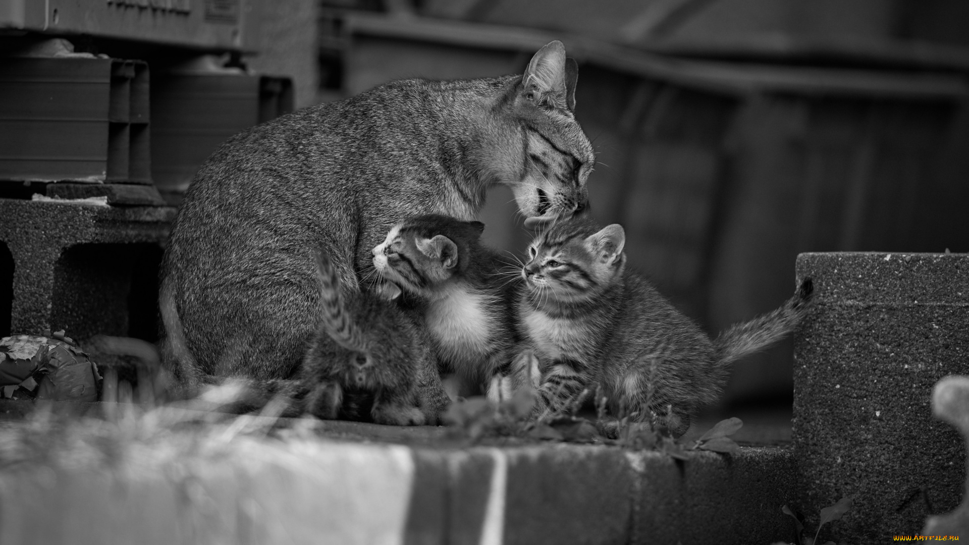 животные, коты, мойдодыр, малыши, материнство, котята, кошка, монохром, чёрно-белая