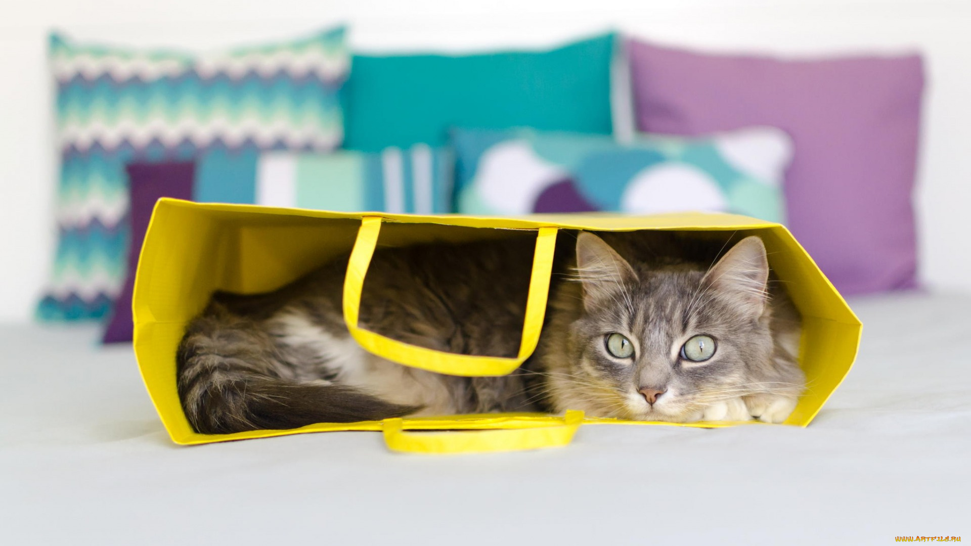 животные, коты, шерсть, кот, пакет, взгляд