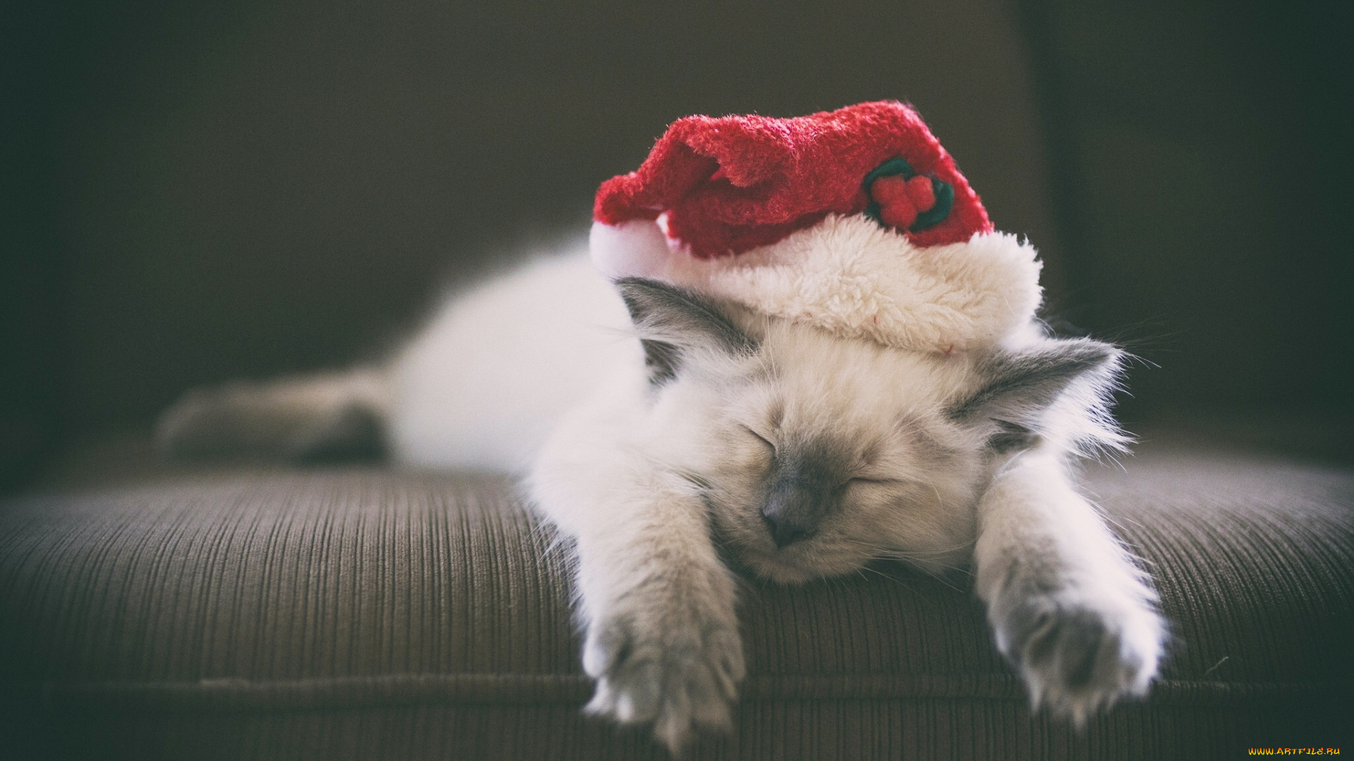 животные, коты, спящий, котёнок, сон, колпак