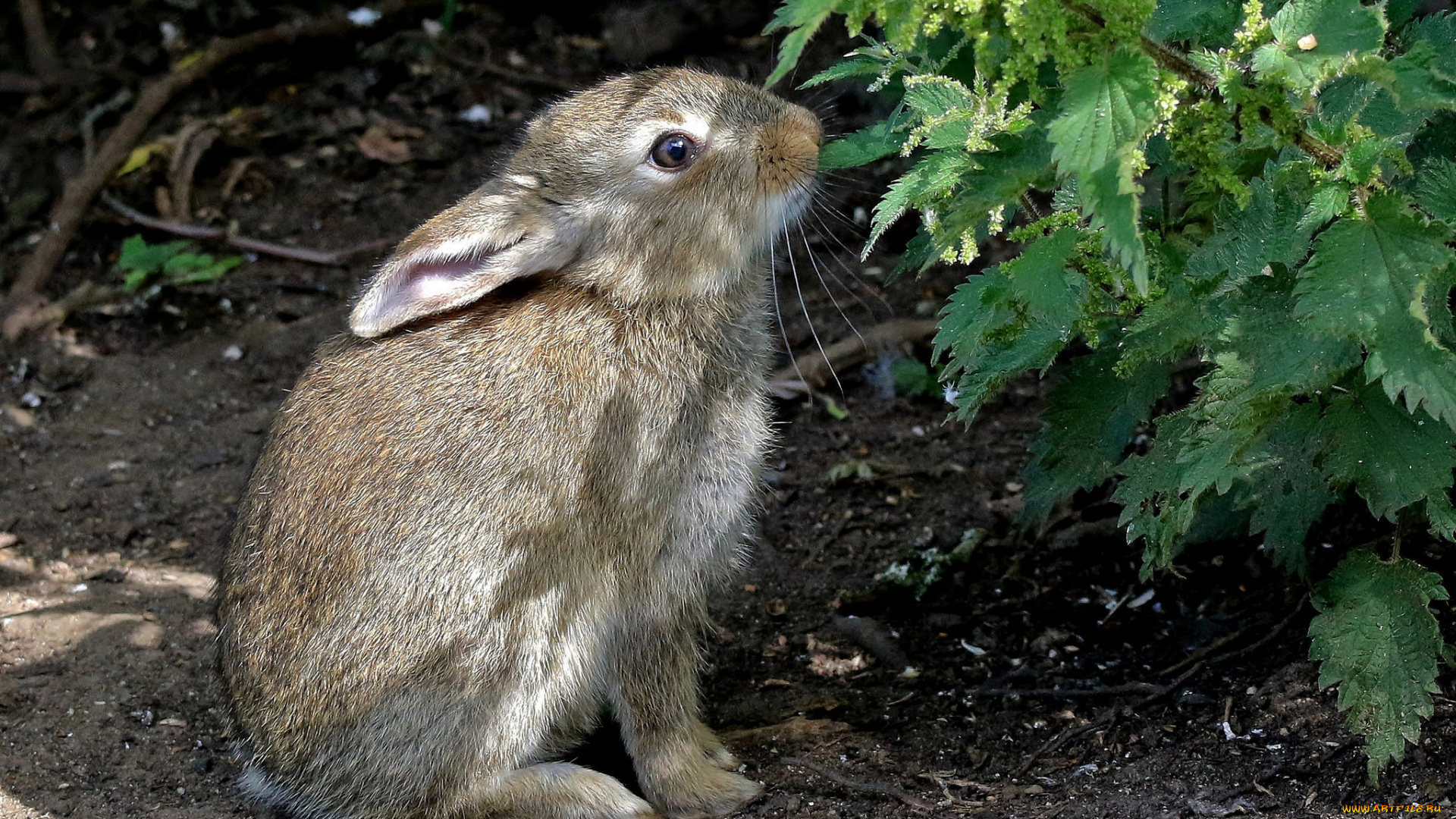 животные, кролики, , зайцы, зайчик