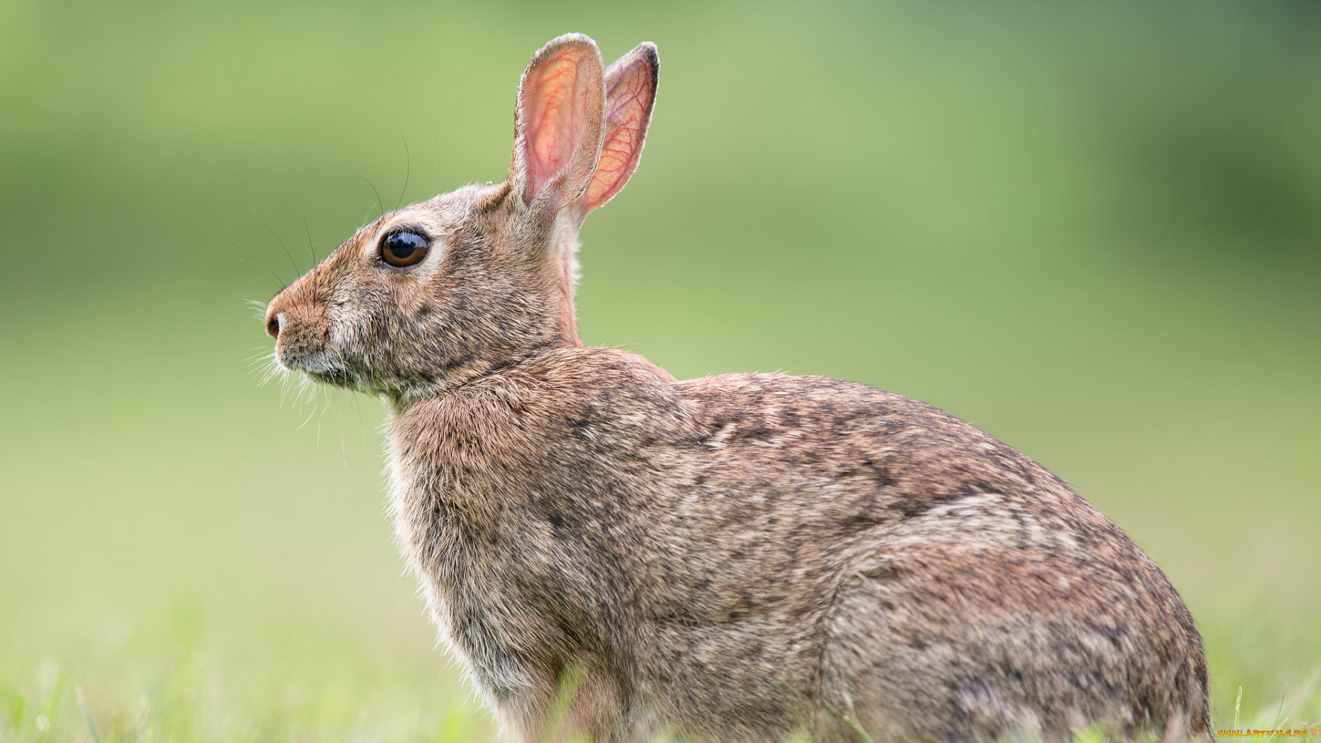 животные, кролики, , зайцы, заяц