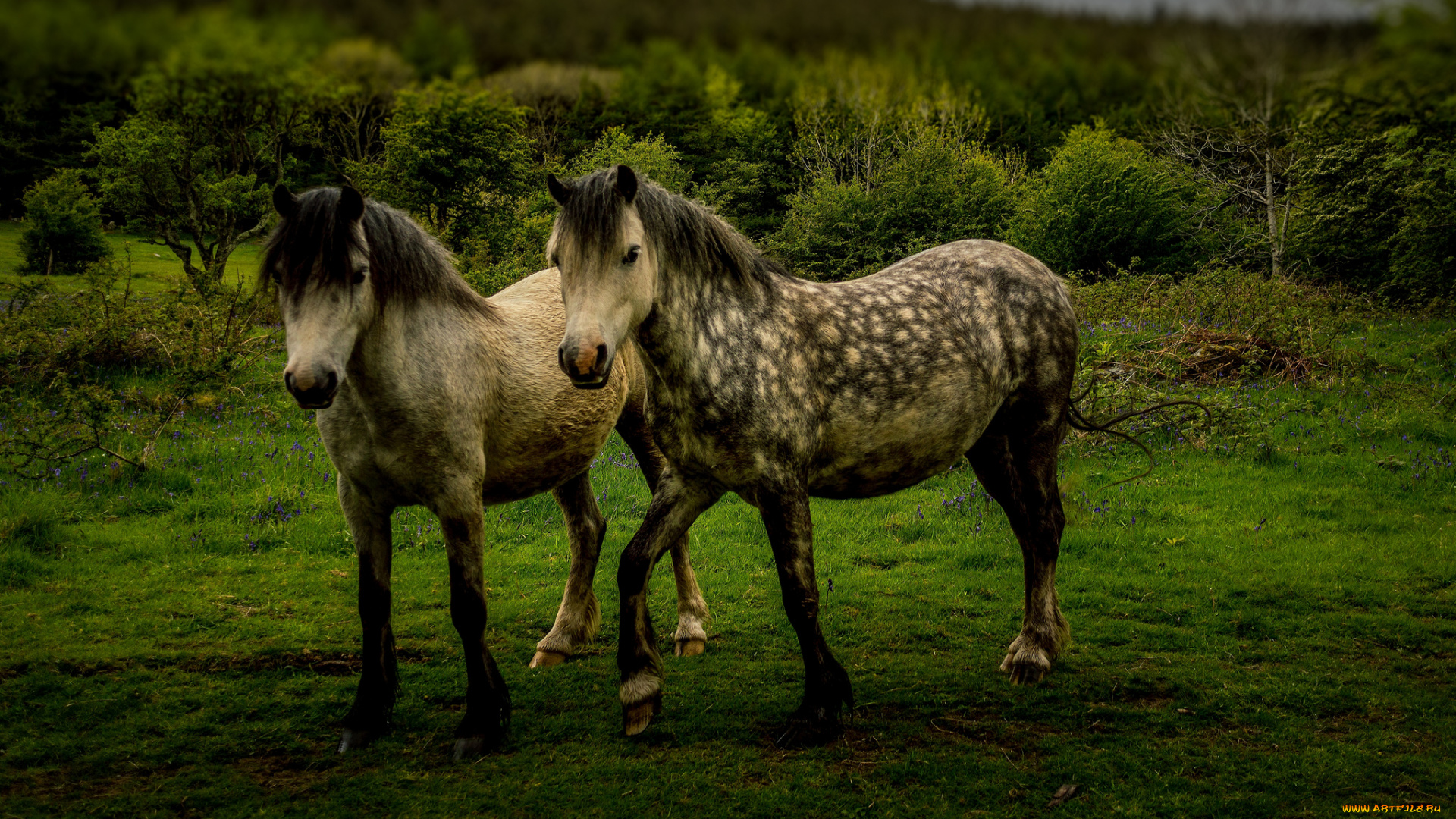 животные, лошади, луг