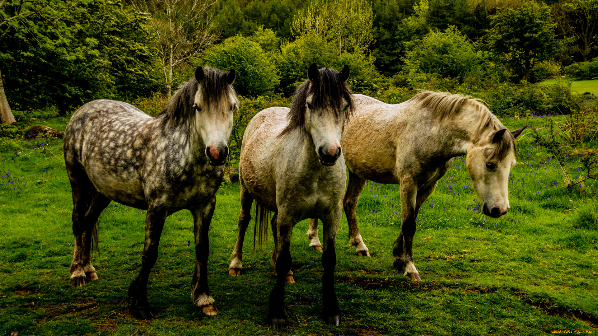 животные, лошади, луг