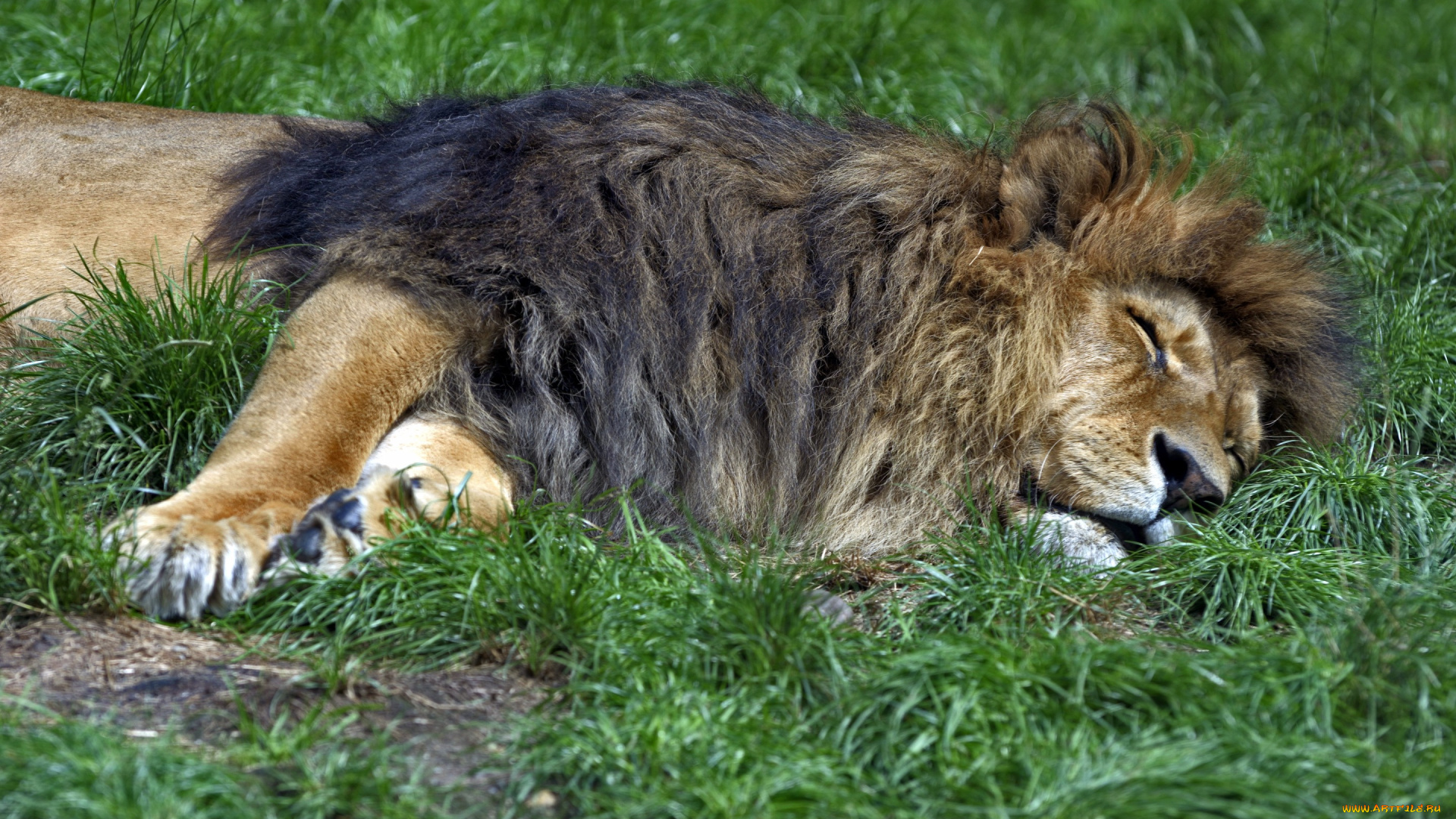 животные, львы, лев, трава, сон, отдых, кошка