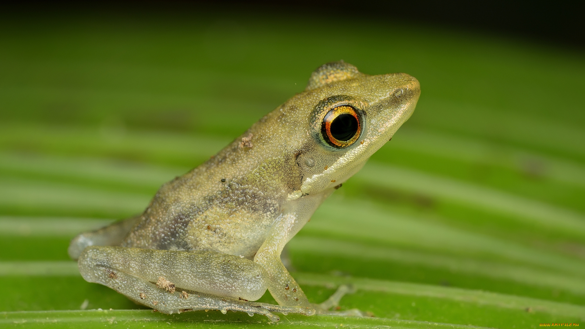 животные, лягушки, лягушка