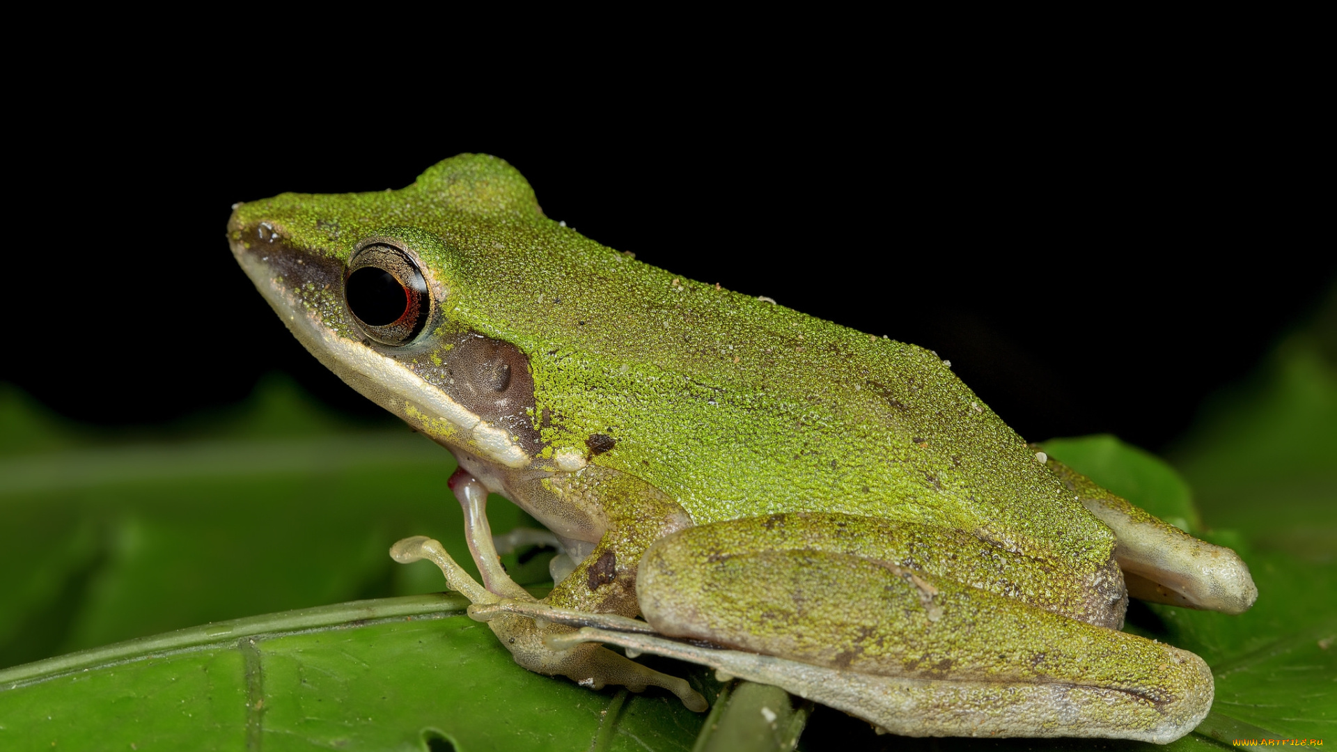 животные, лягушки, лягушка