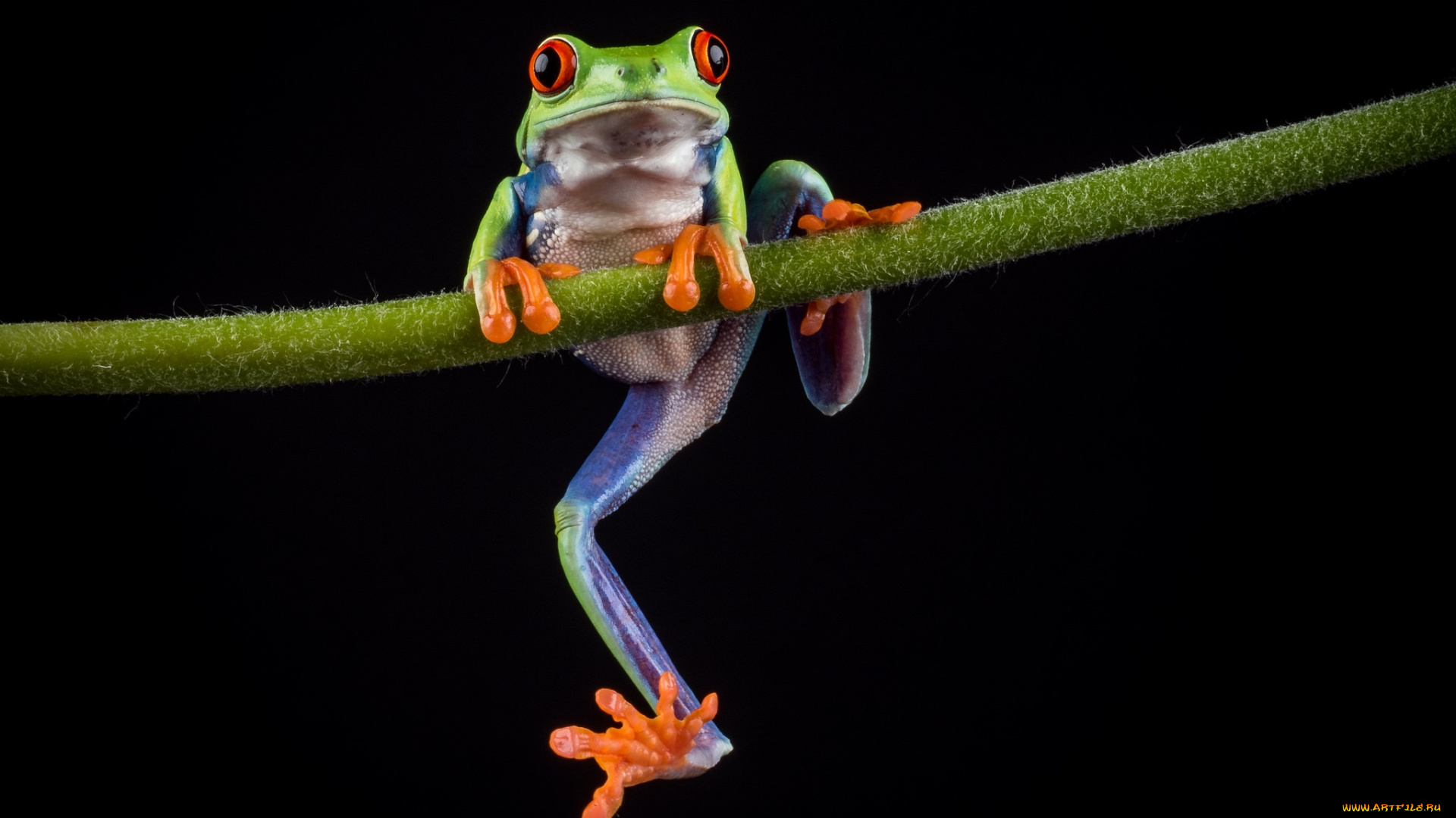 животные, лягушки, лягушка