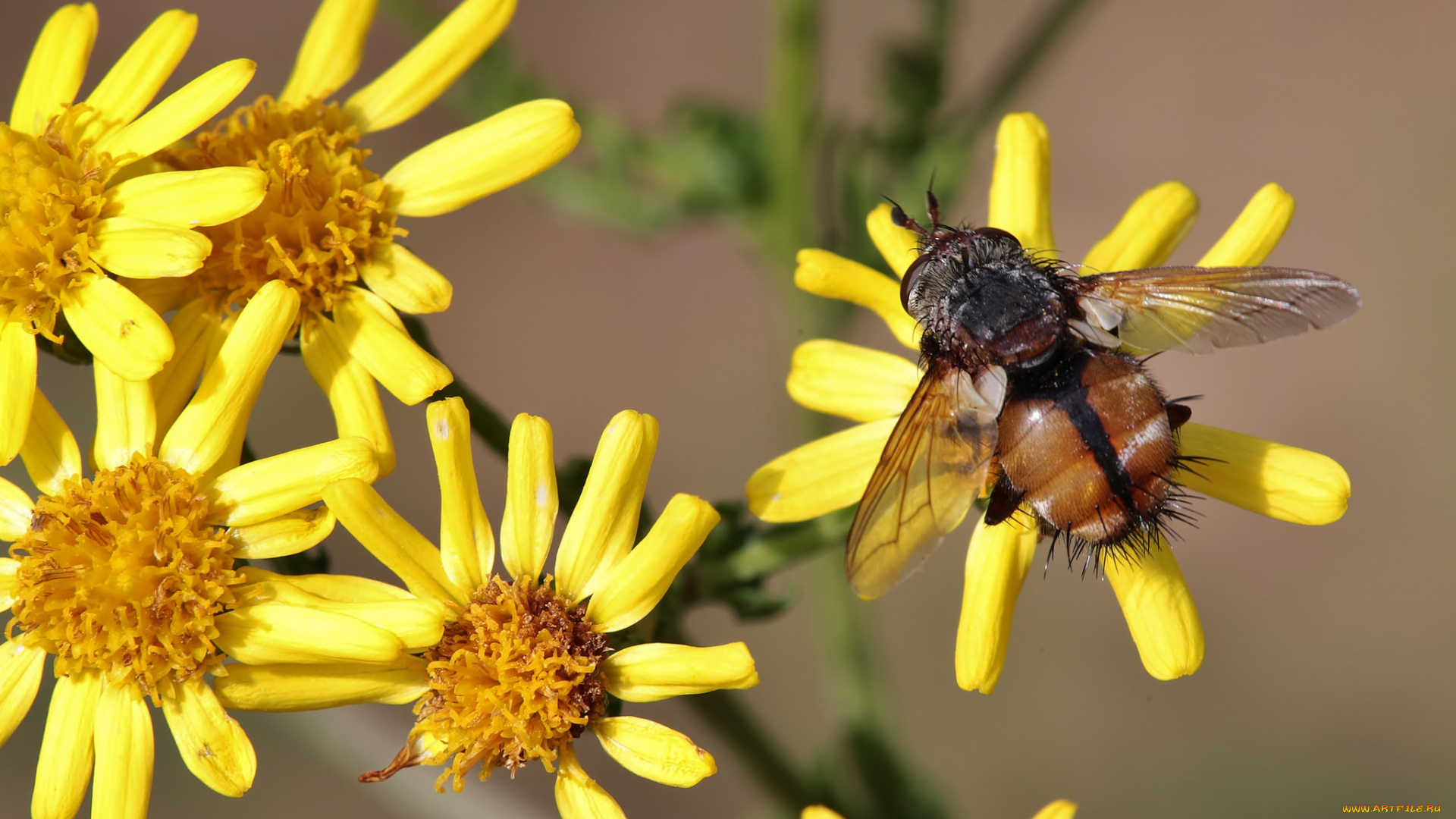 животные, насекомые, макро, насекомое, цветы