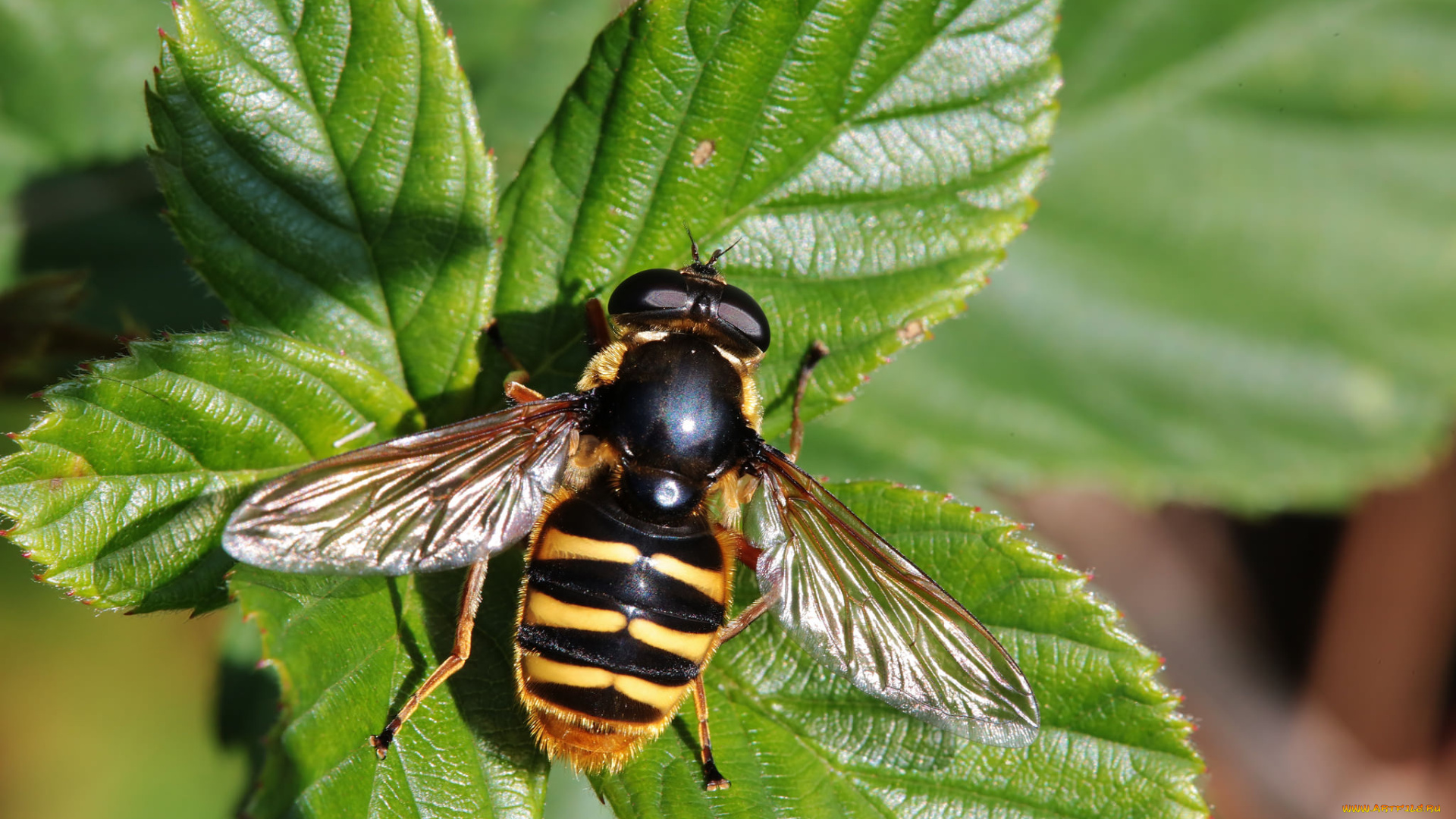 животные, насекомые, насекомое, листья