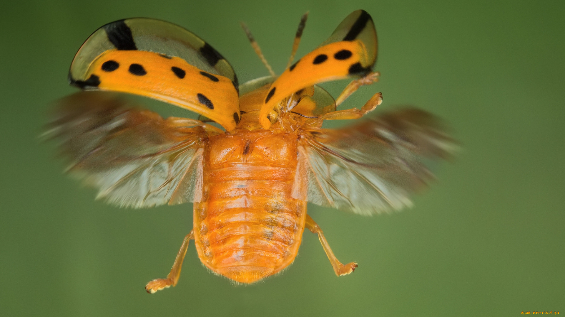 животные, насекомые, жучок