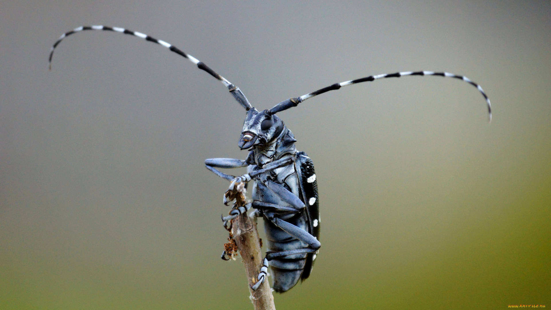 животные, насекомые, жучок