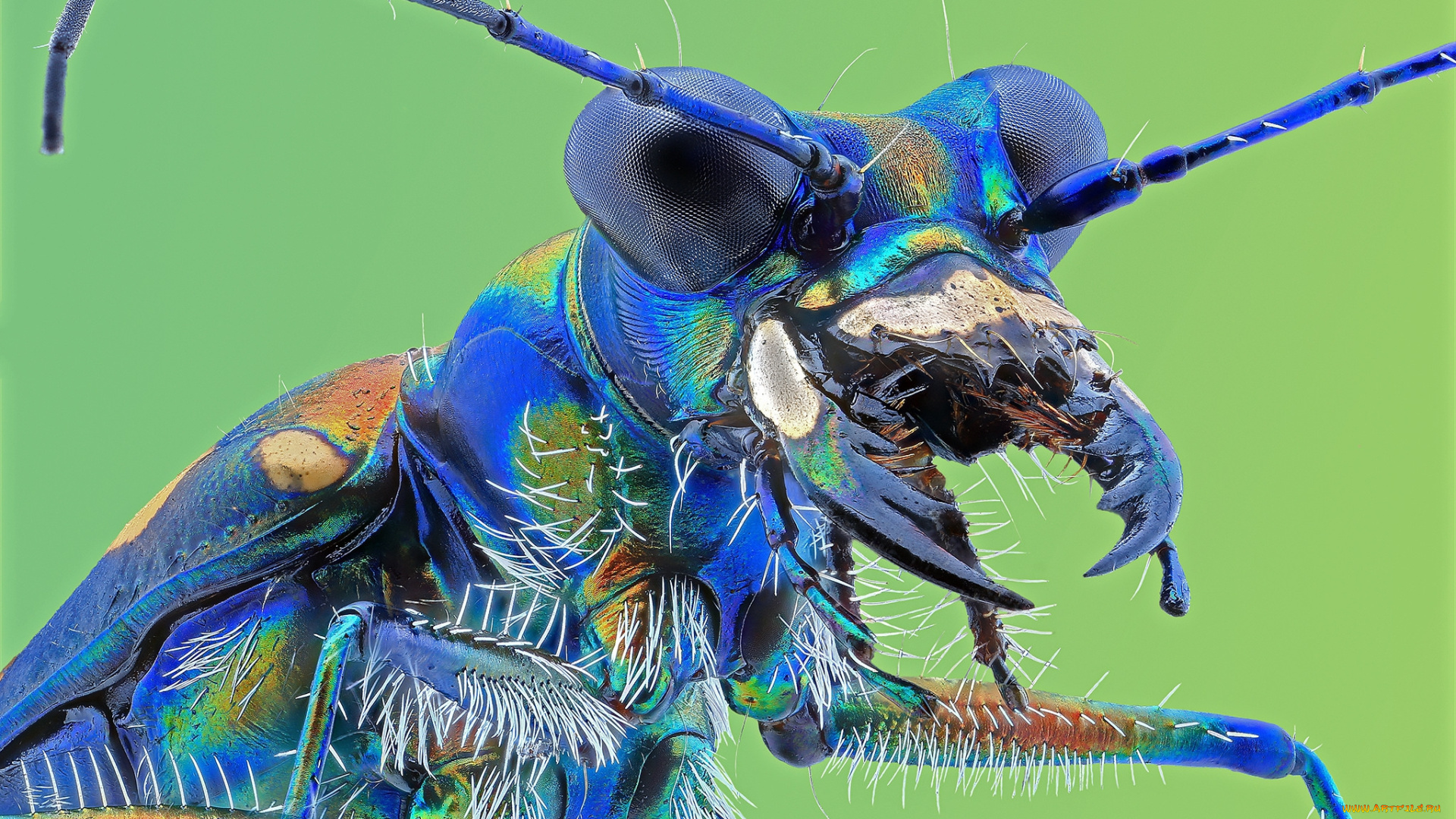 животные, насекомые, жучок