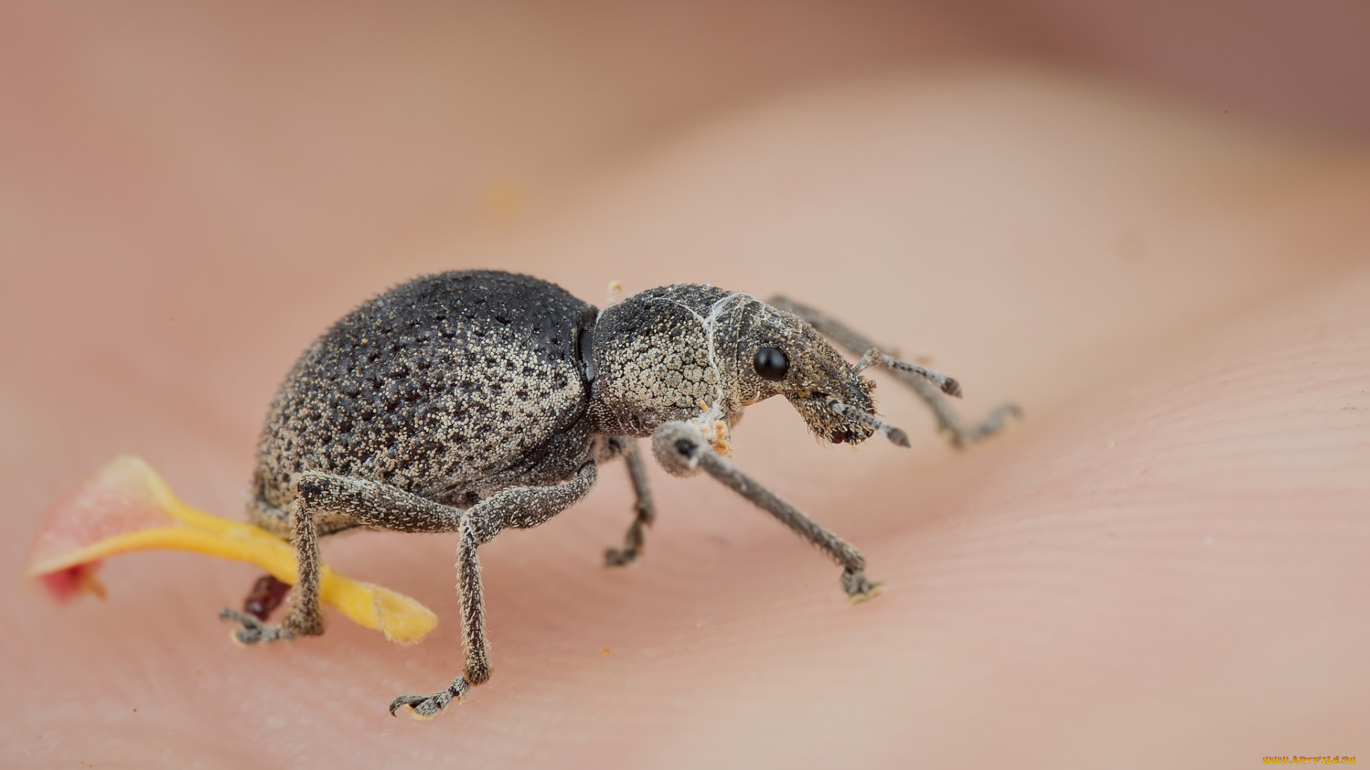 животные, насекомые, жучок