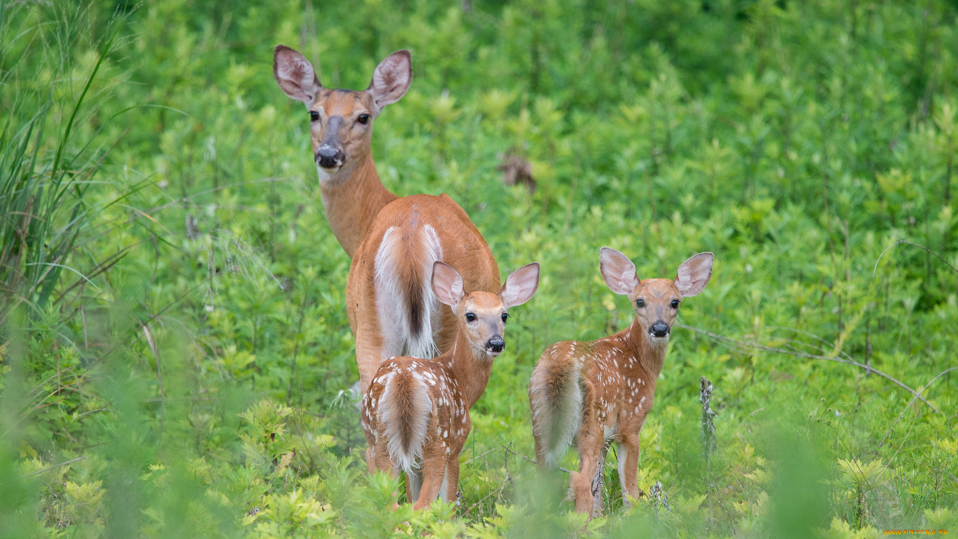 животные, олени, луг