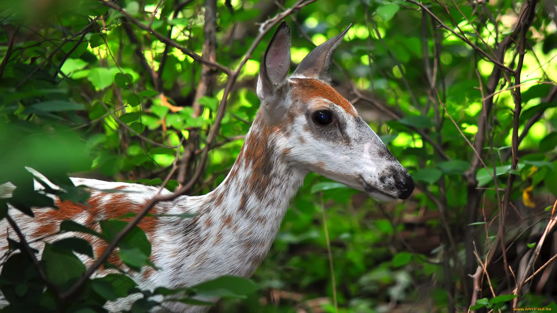 животные, олени, олень