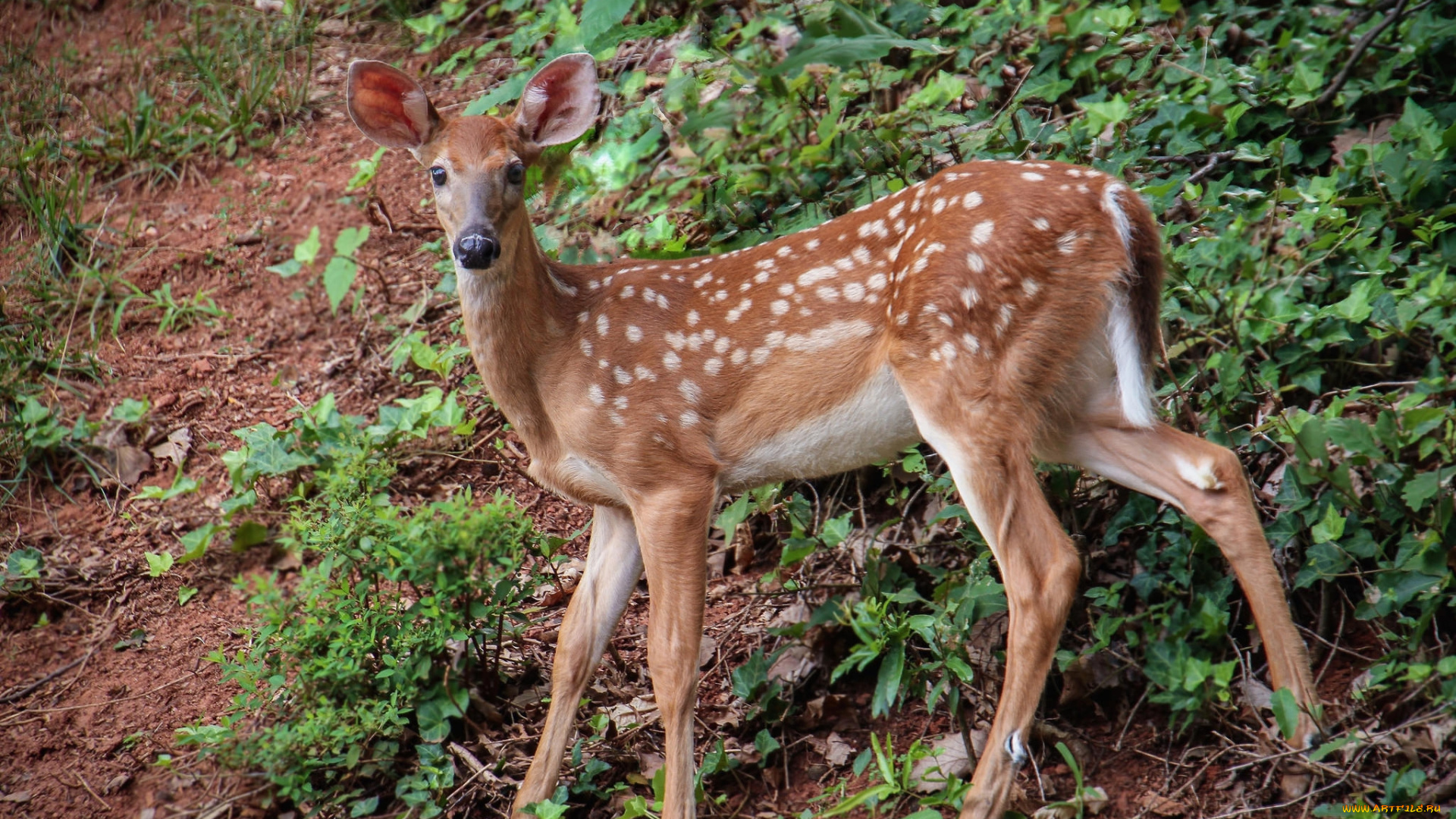 животные, олени, олениха