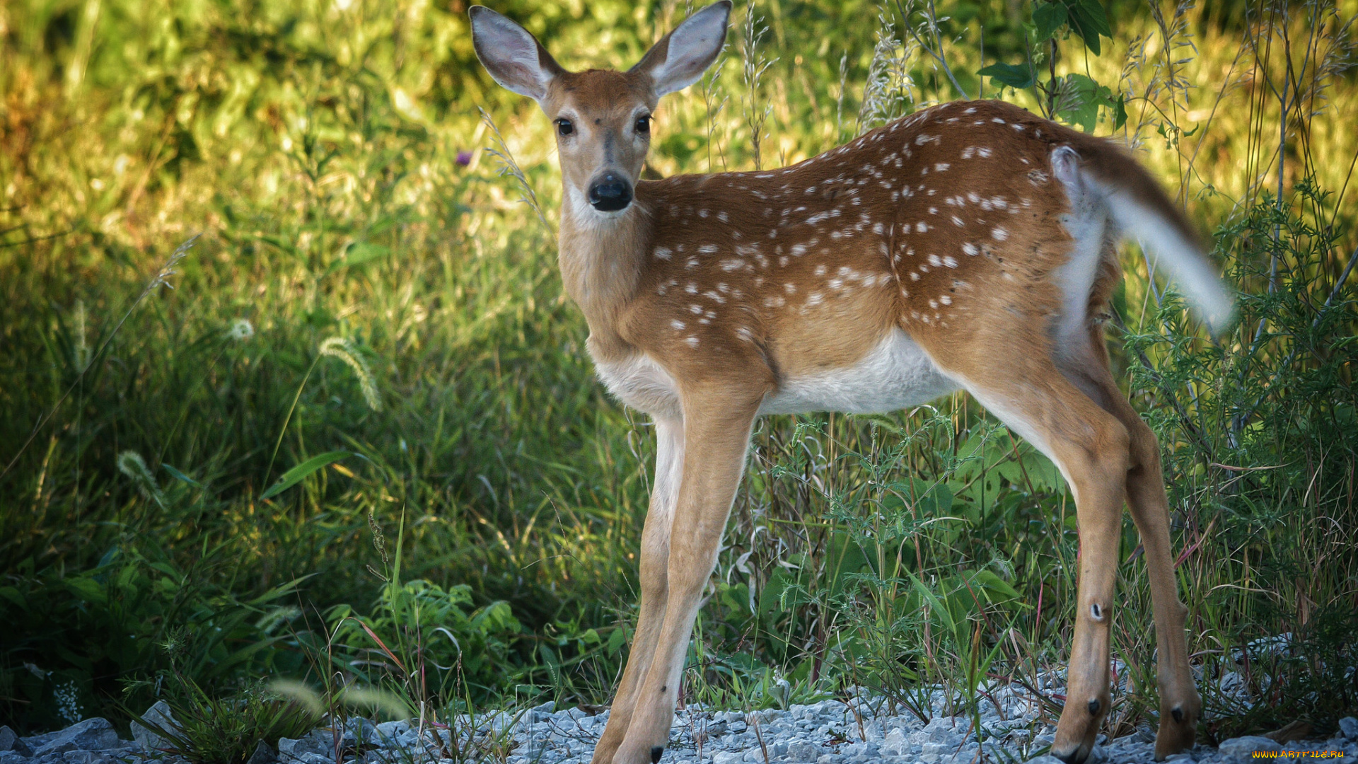 животные, олени, олениха