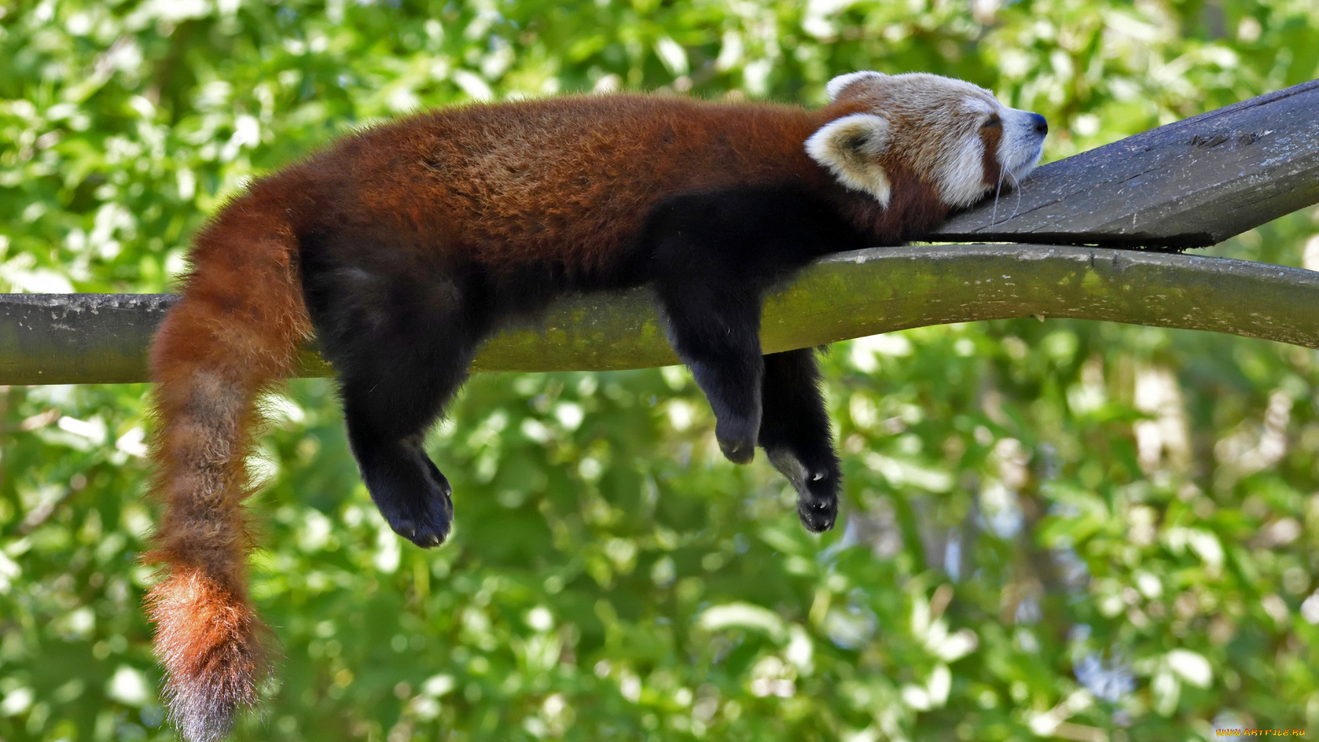 животные, панды, малая, панда, firefox, красная, профиль, отдых, сон