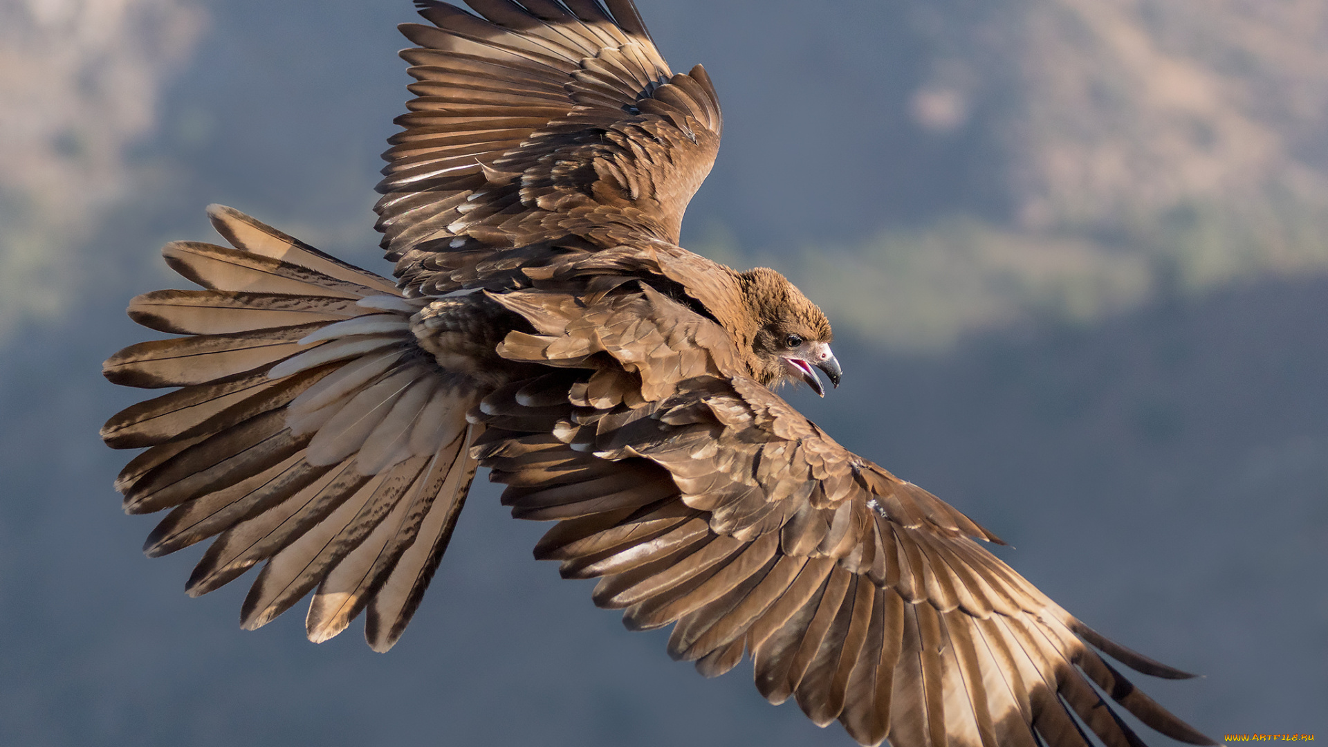 животные, птицы, -, хищники, парение