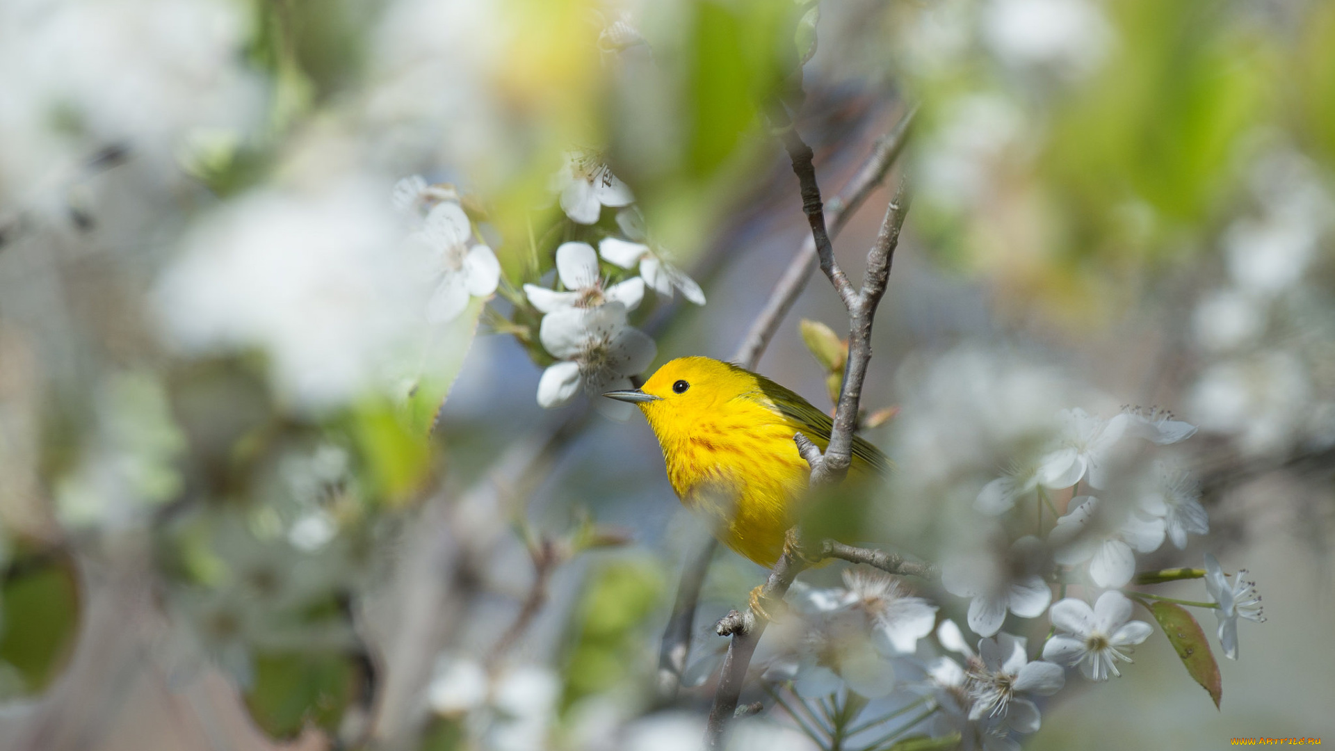 животные, птицы, фон, ветки, листья, птичка, цветы, весна