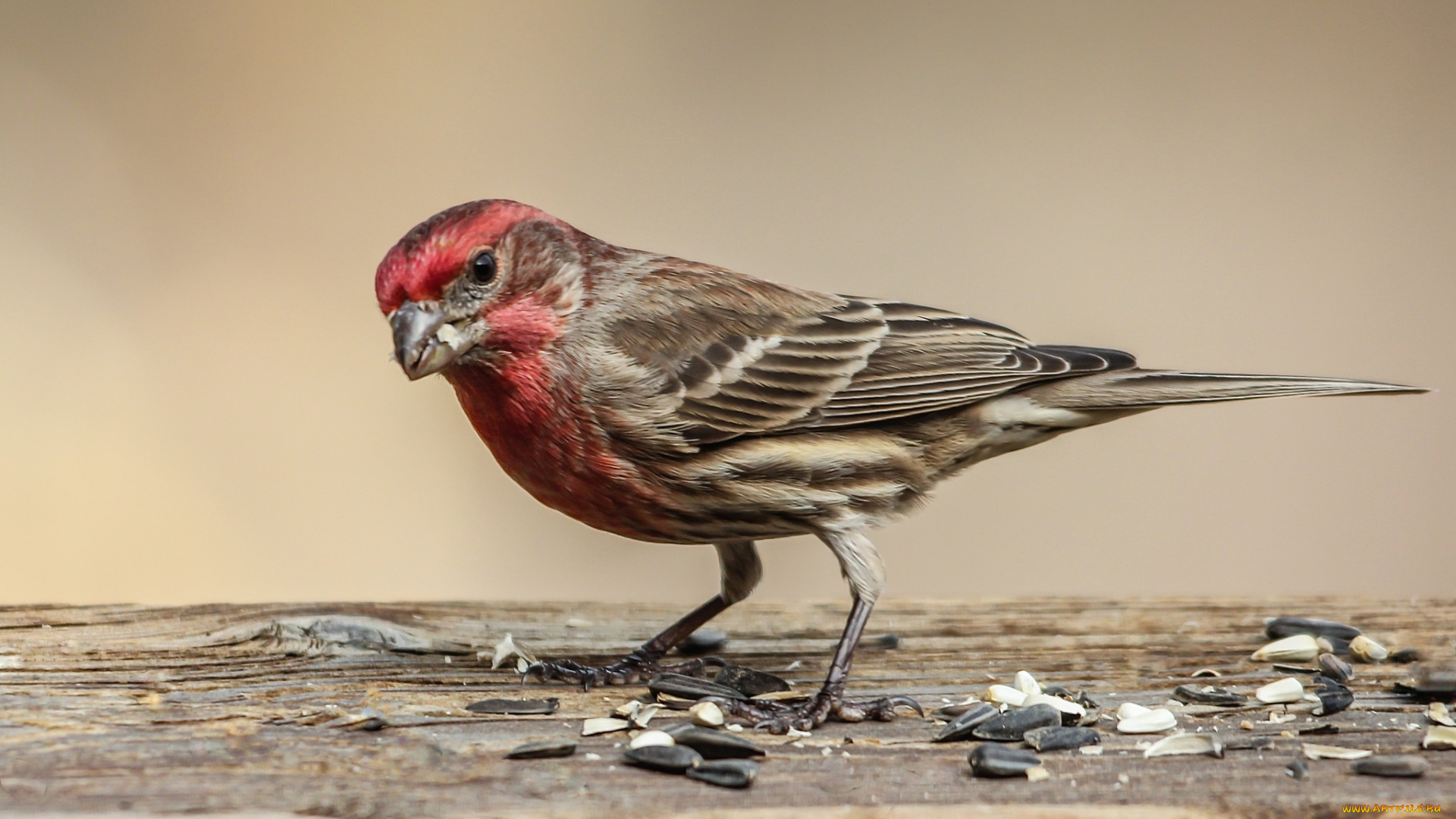 животные, птицы, птаха
