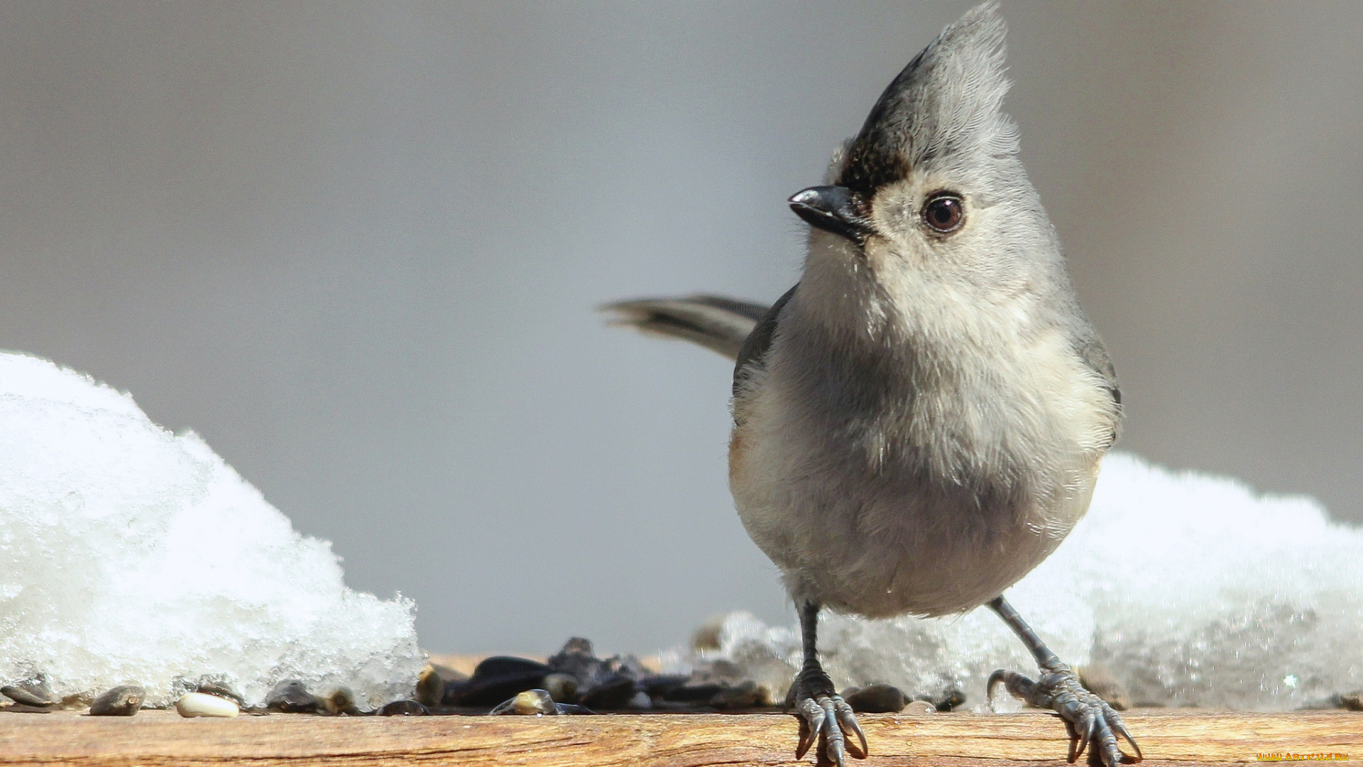 животные, птицы, птаха