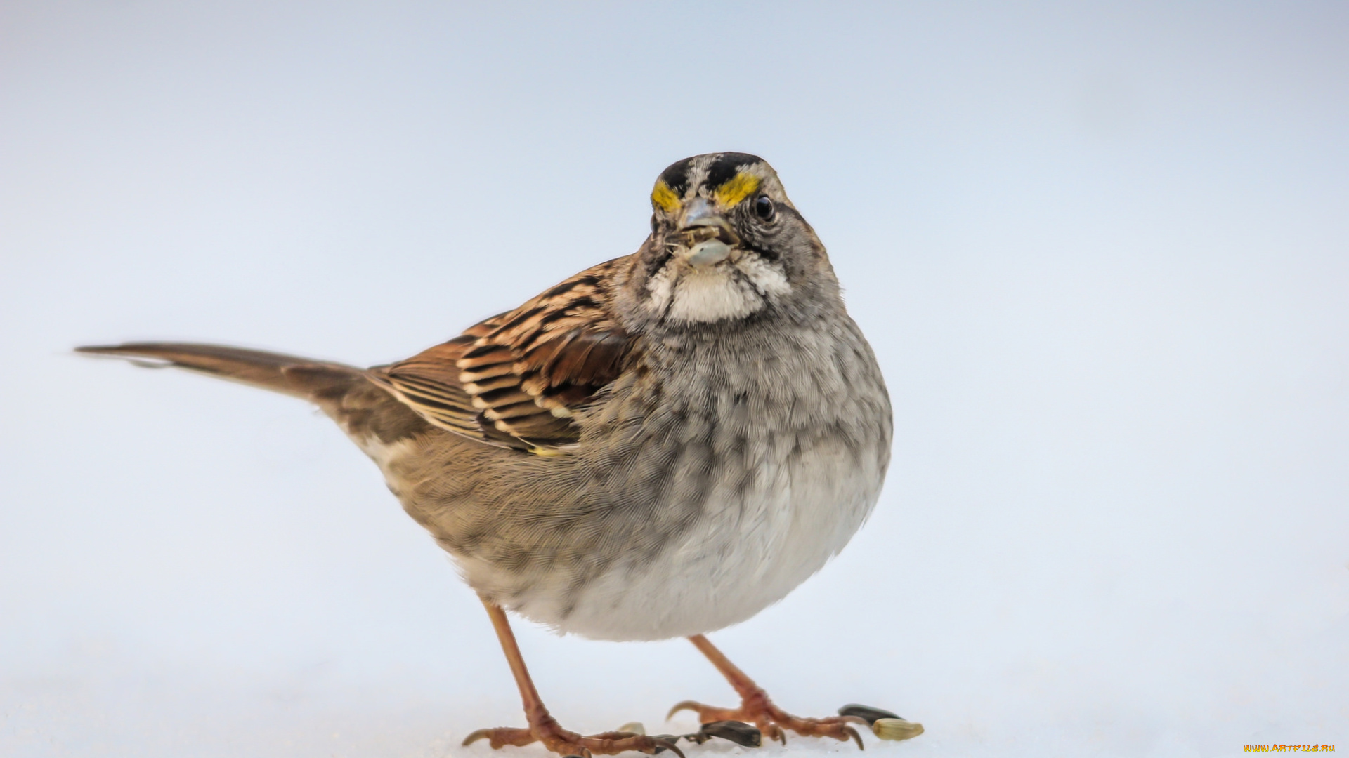 животные, птицы, птаха