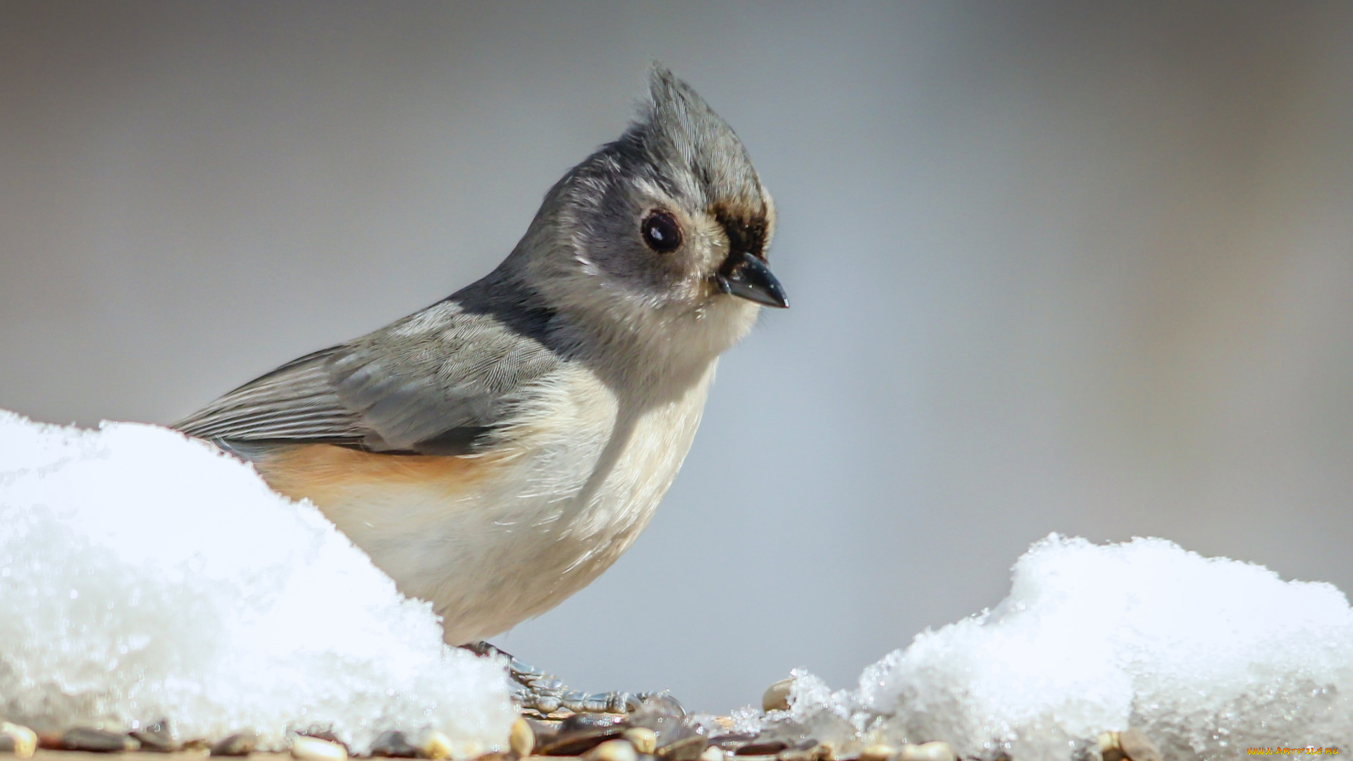 животные, птицы, птаха