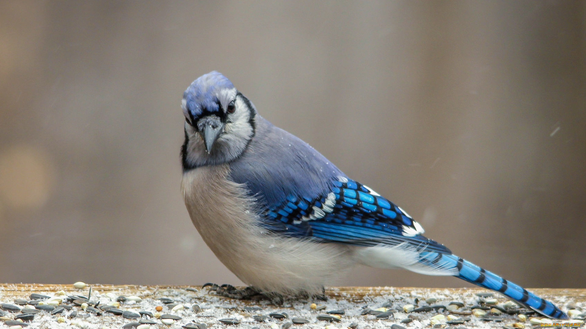 животные, птицы, птаха